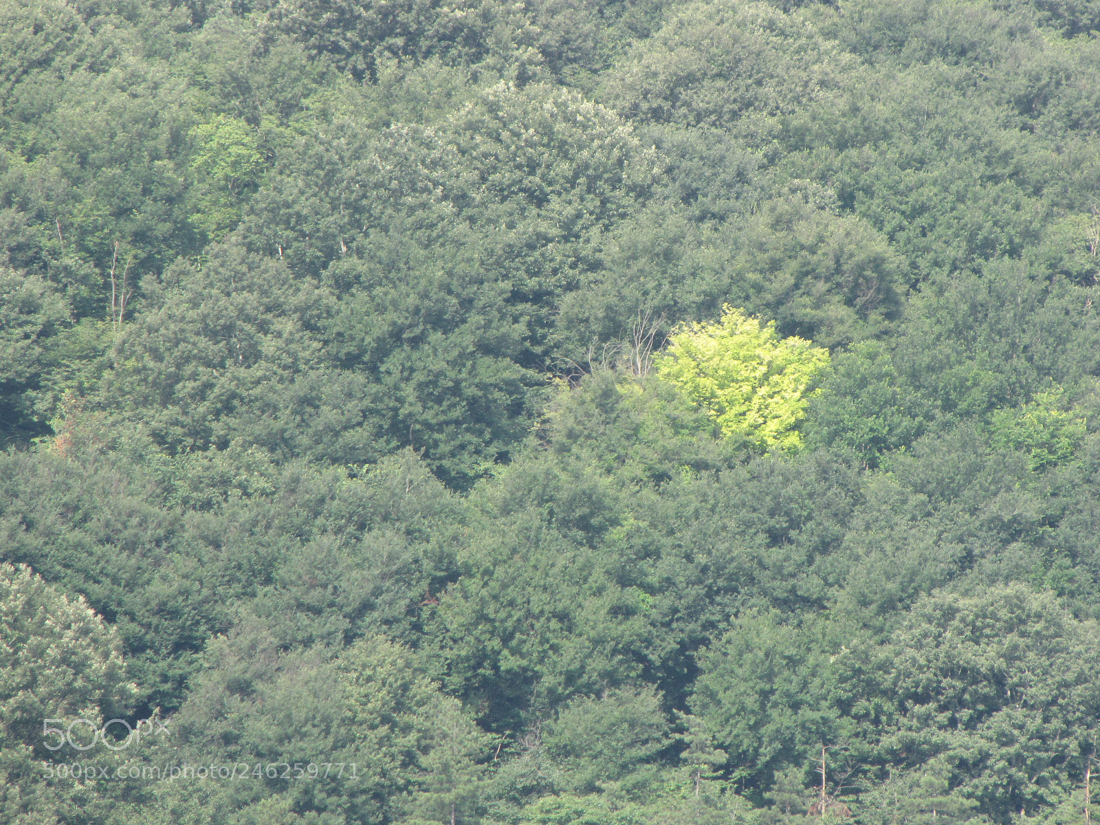Canon PowerShot SX10 IS sample photo. Img photography