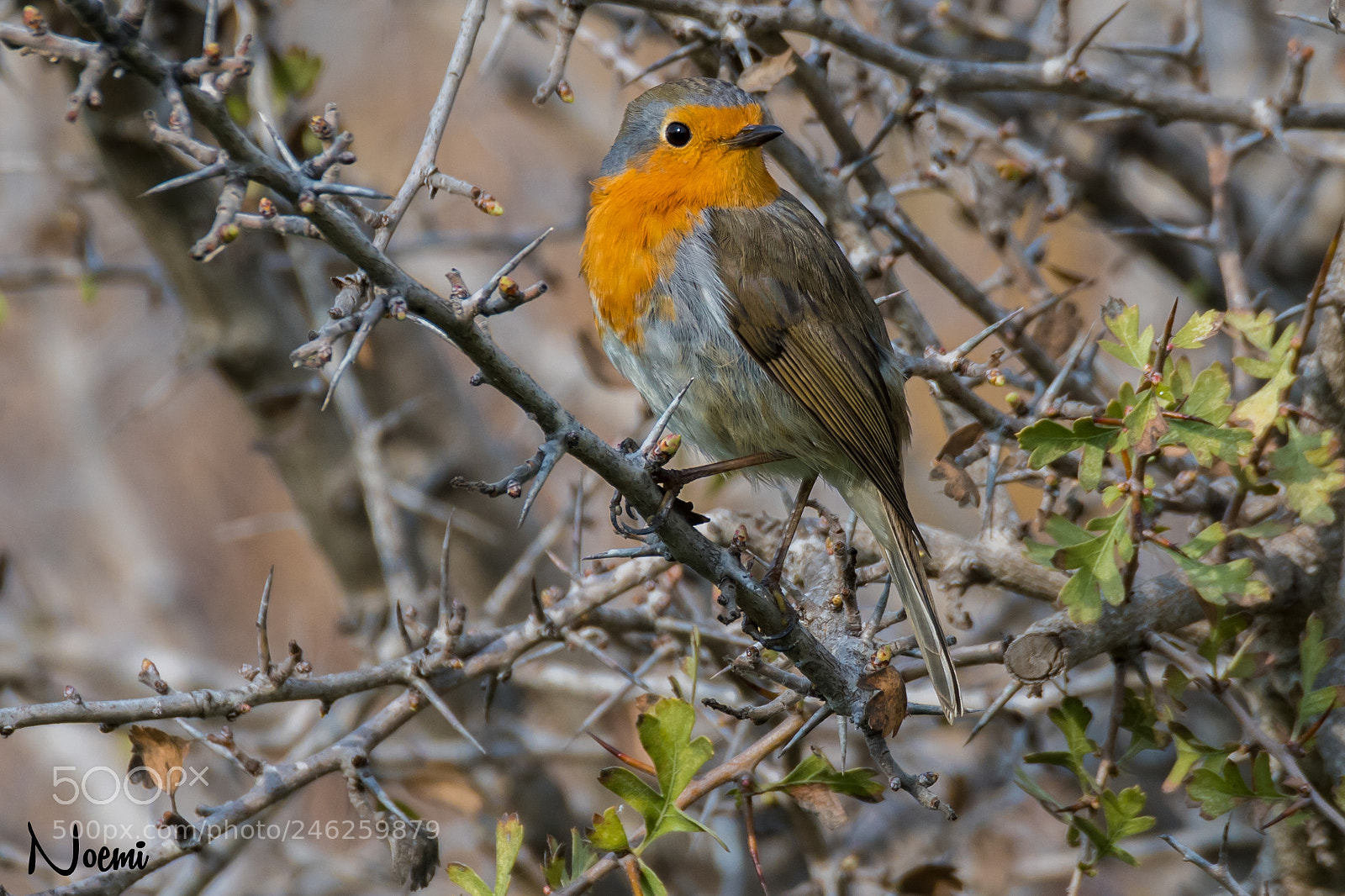 Nikon D500 sample photo. Robin photography