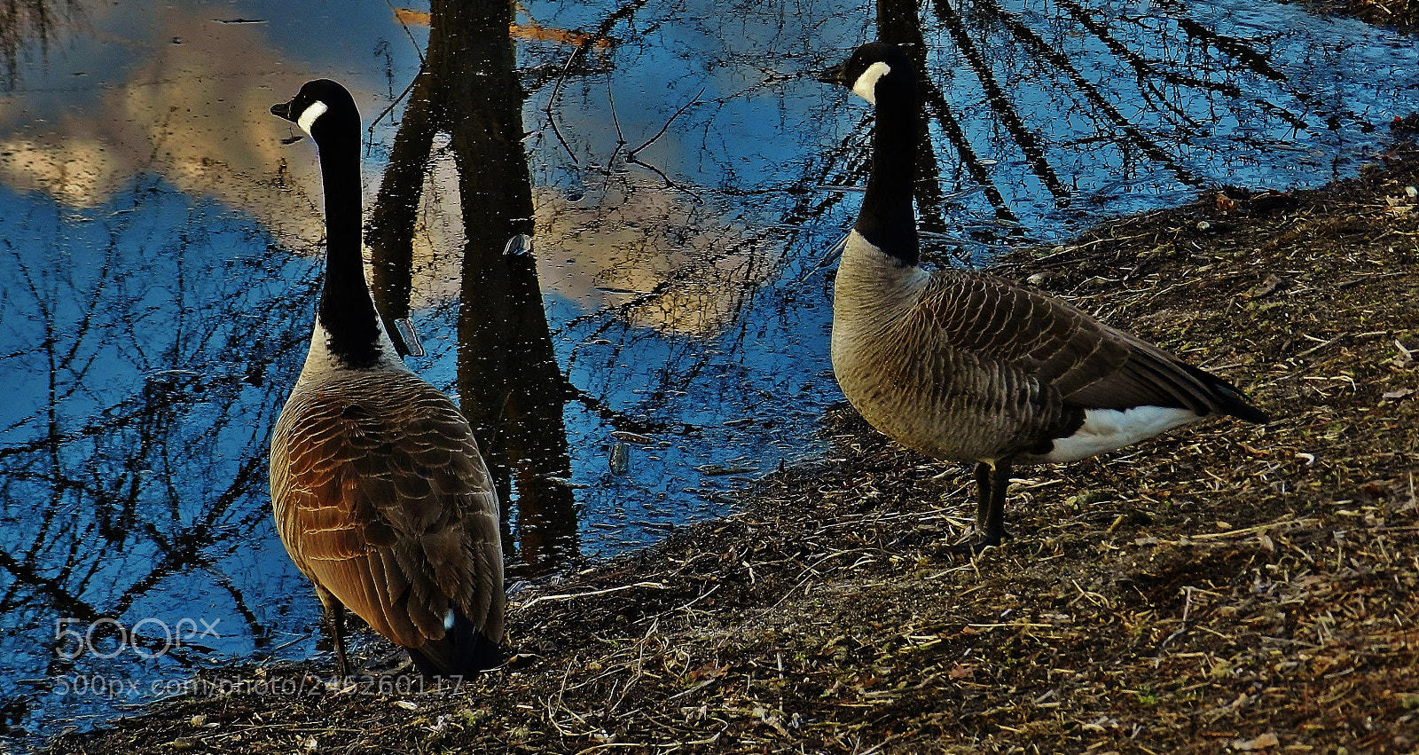 Nikon Coolpix P500 sample photo. Canada geese at duck photography