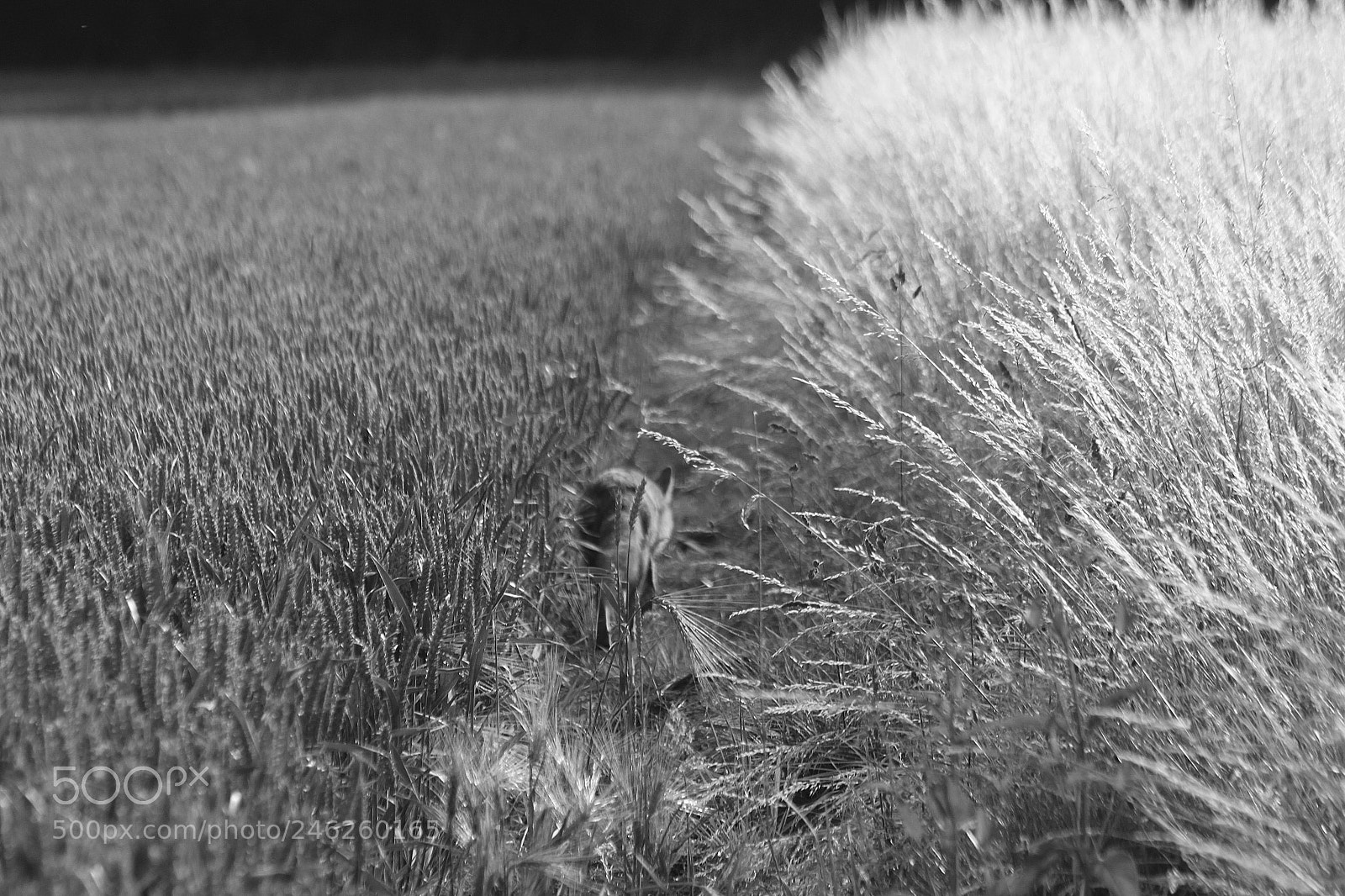 Canon EOS 500D (EOS Rebel T1i / EOS Kiss X3) sample photo. Un sentier souvent emprunt photography