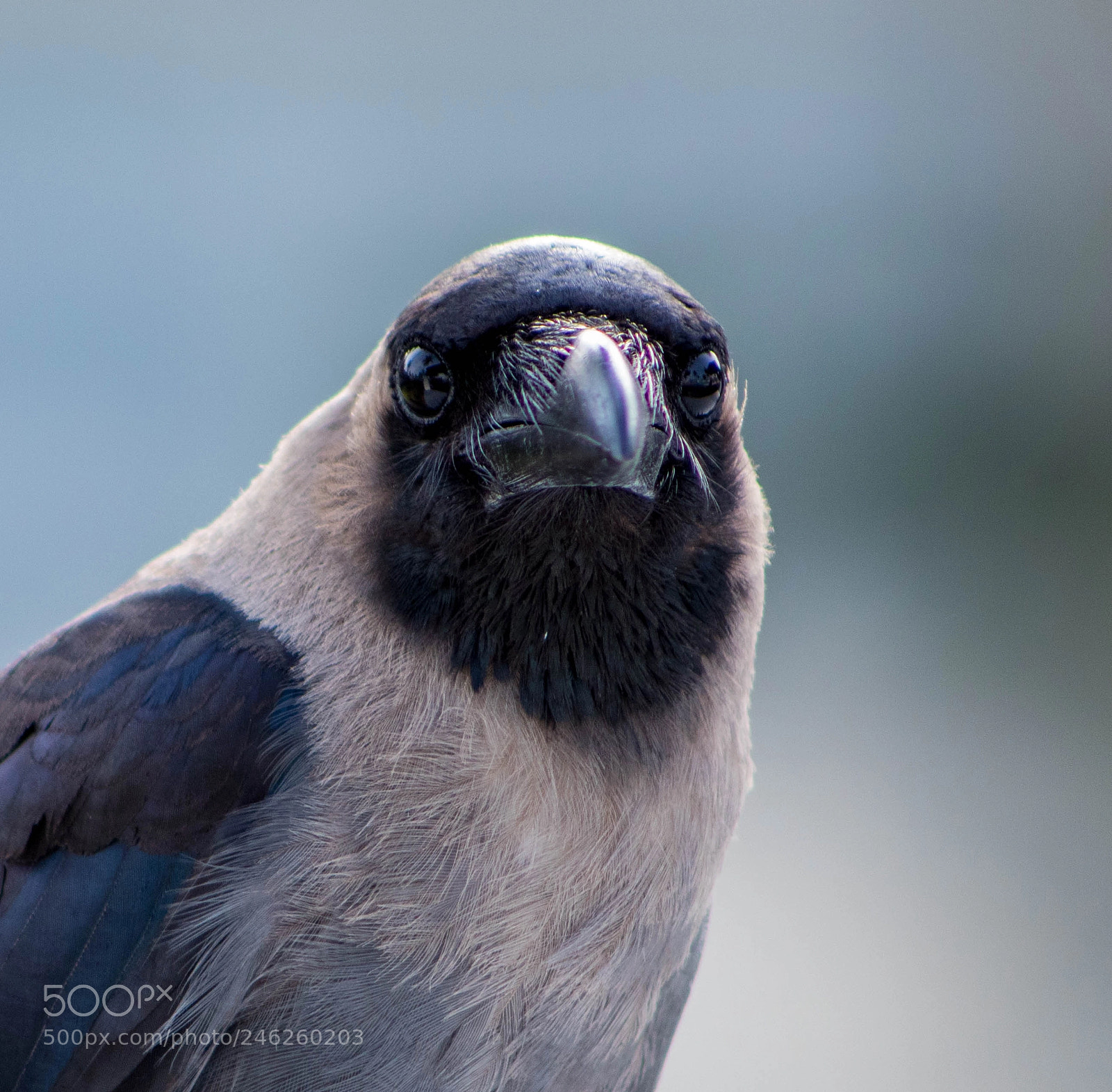 Canon EOS 1300D (EOS Rebel T6 / EOS Kiss X80) sample photo. Crow staring eyes photography