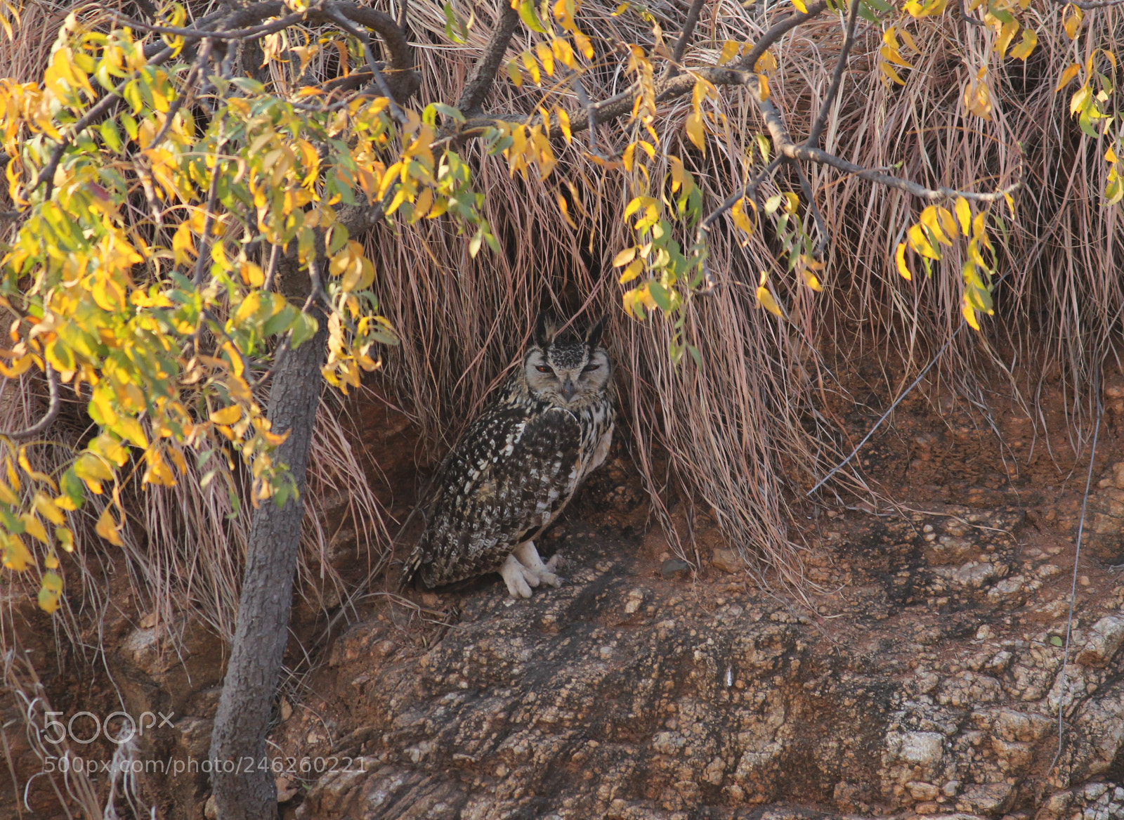 Canon EOS 60D sample photo. Eurasian eagle owl photography