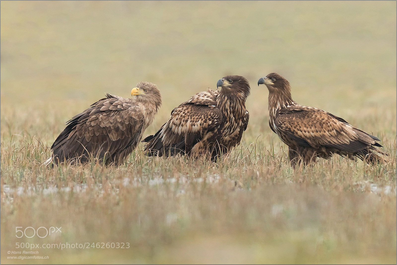Nikon D5 sample photo. Tratsch.....der seeadler photography