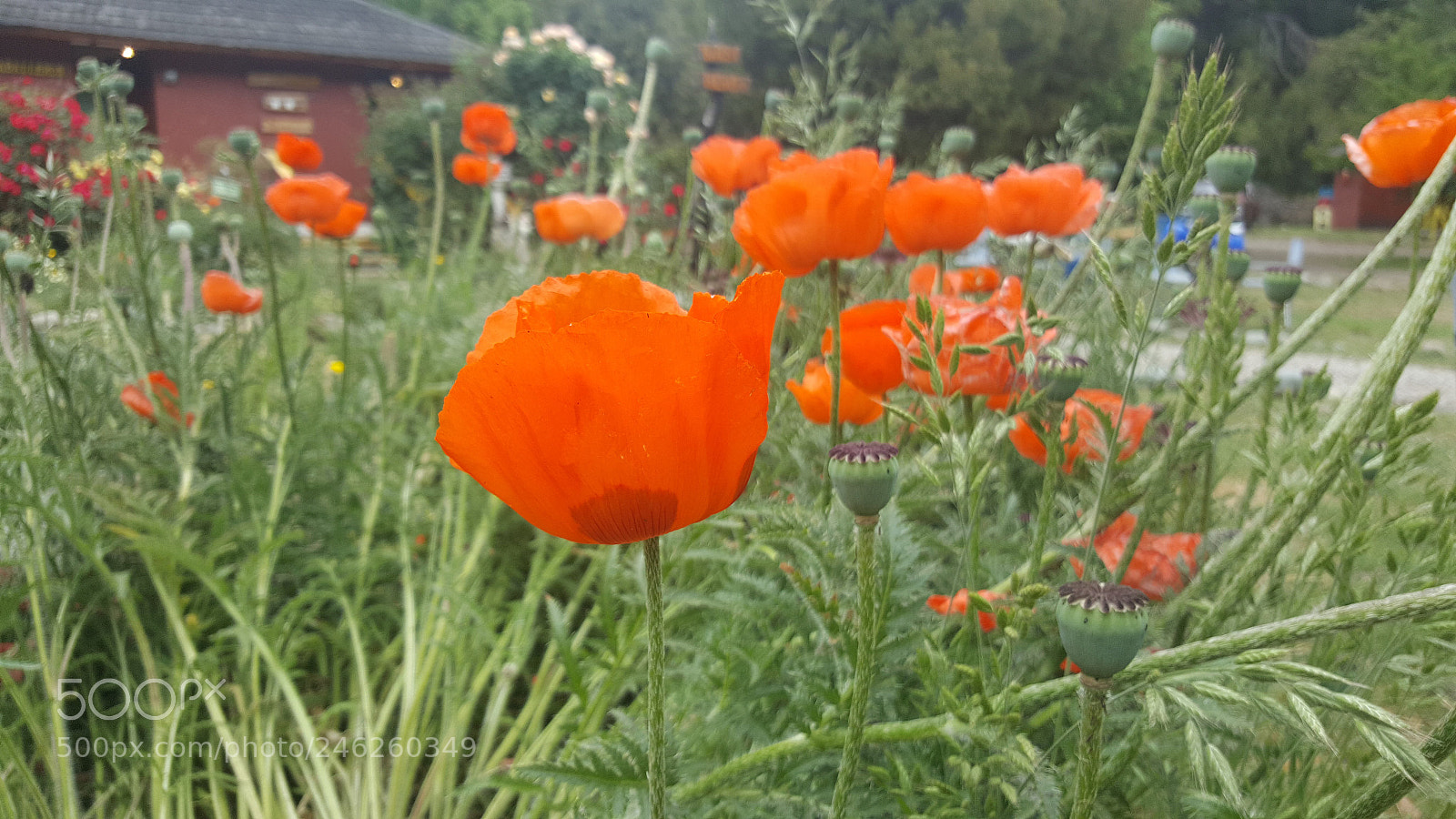 Samsung Galaxy Note5 sample photo. Untitled photography