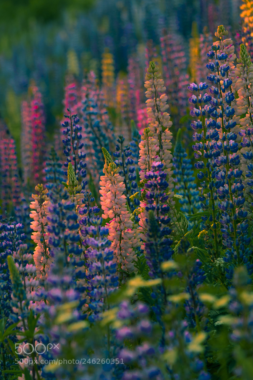 Canon EOS 750D (EOS Rebel T6i / EOS Kiss X8i) sample photo. Lupines in late summer photography