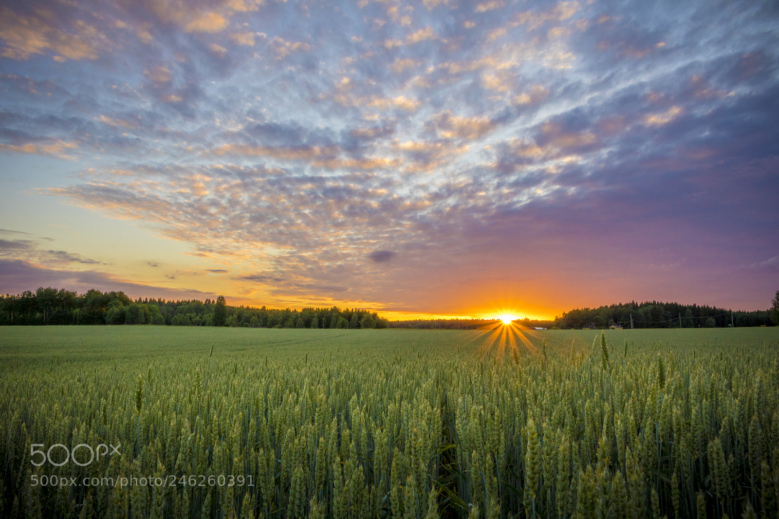 Canon EOS 750D (EOS Rebel T6i / EOS Kiss X8i) sample photo. Sunset over the wheat photography