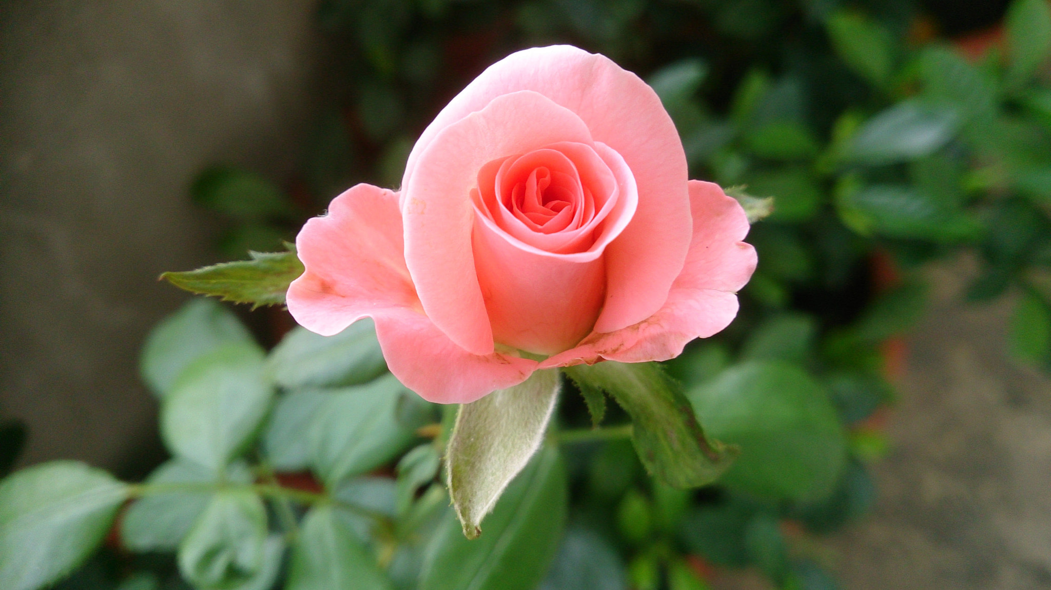 Sony Xperia Z sample photo. Rose photography
