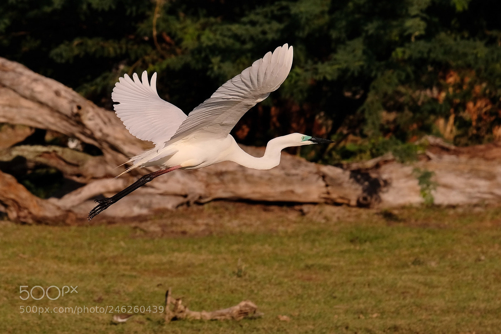 Fujifilm X-Pro2 sample photo. Graceful flyer photography