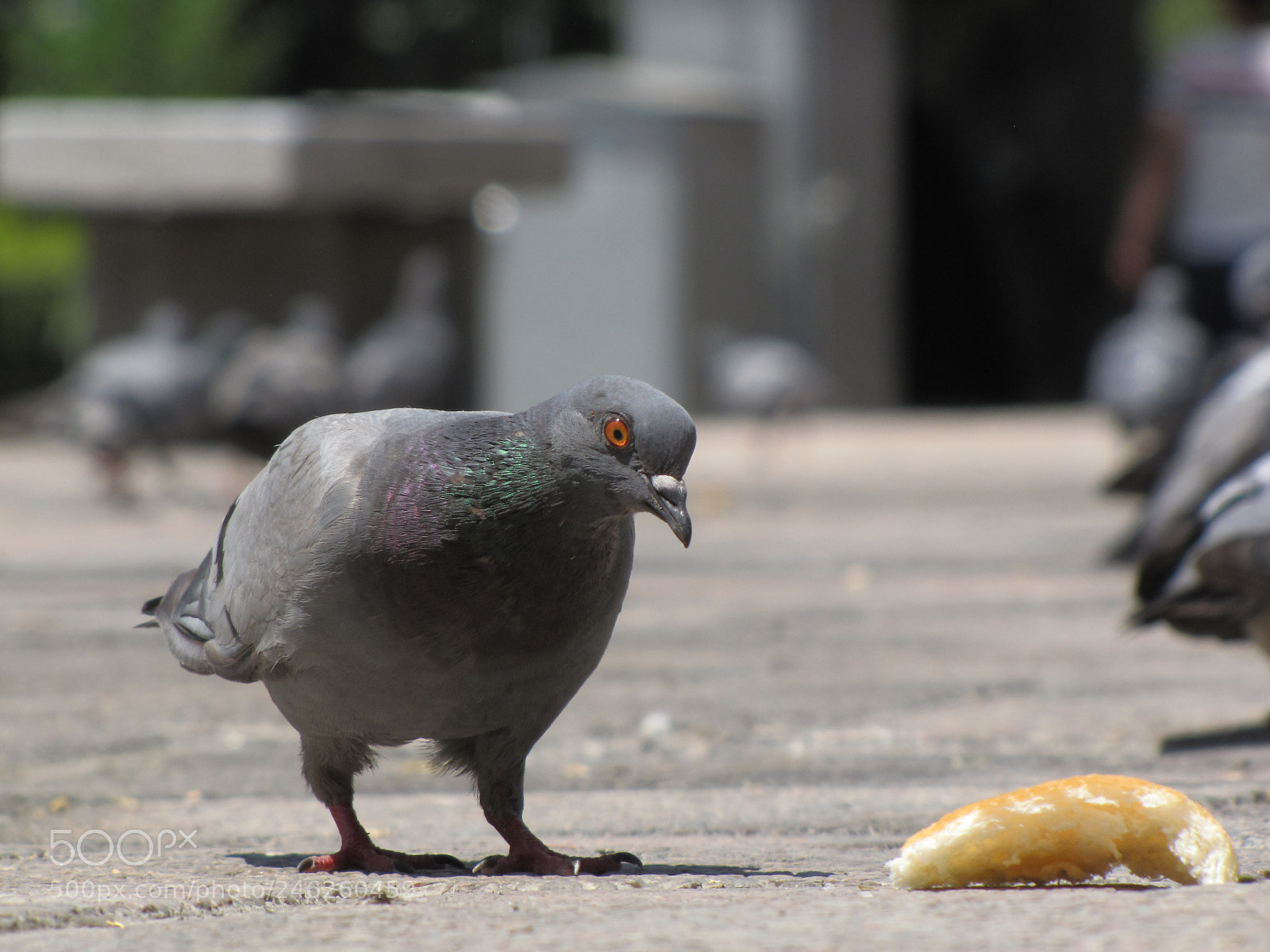 Canon PowerShot SX10 IS sample photo. Img photography