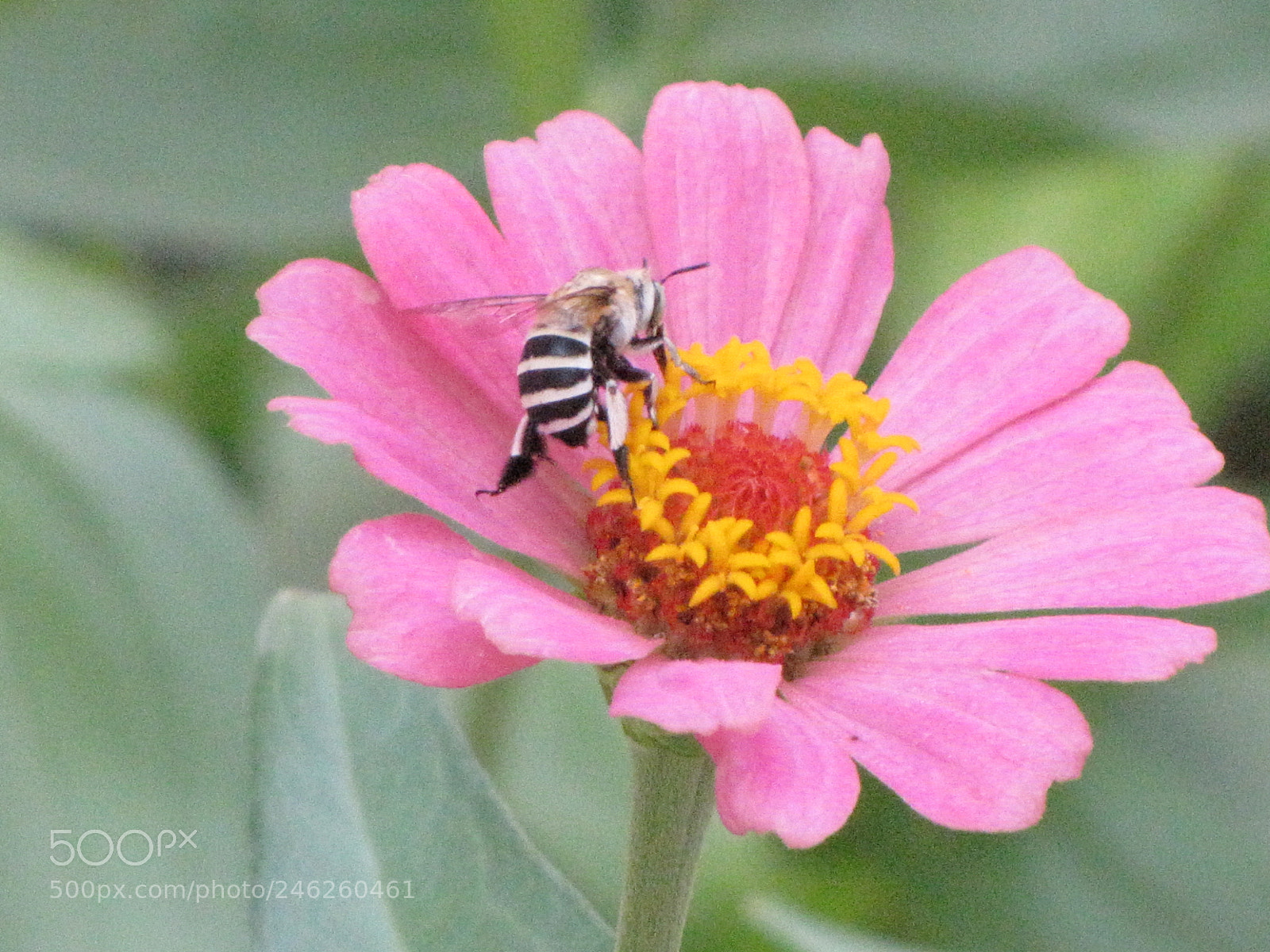 Canon PowerShot SX10 IS sample photo. Img photography