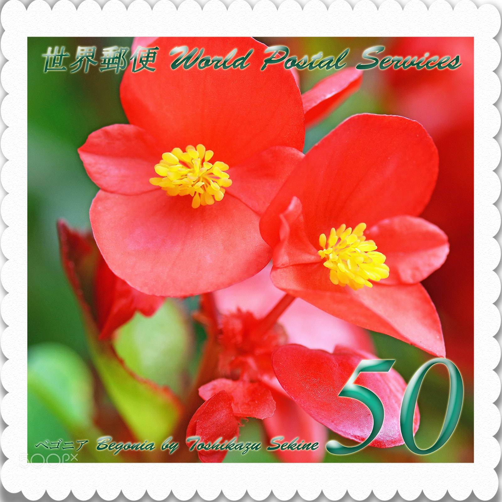Nikon D800 sample photo. Begonia photography