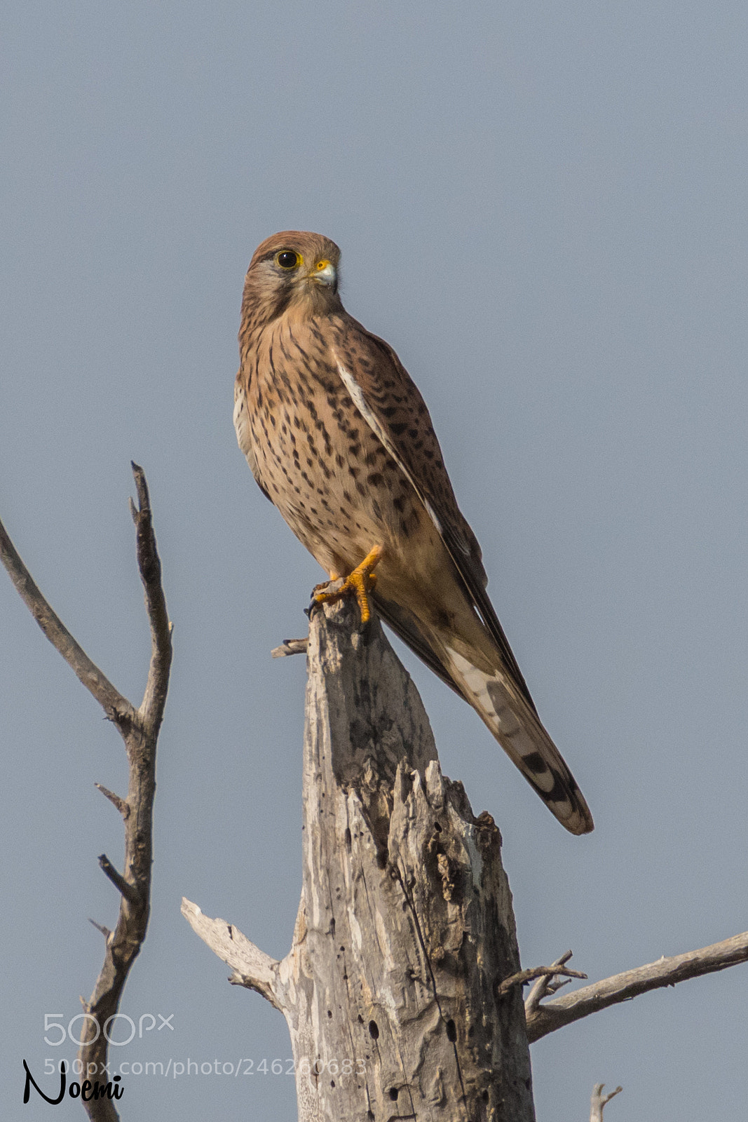 Nikon D500 sample photo. Common kestrel photography