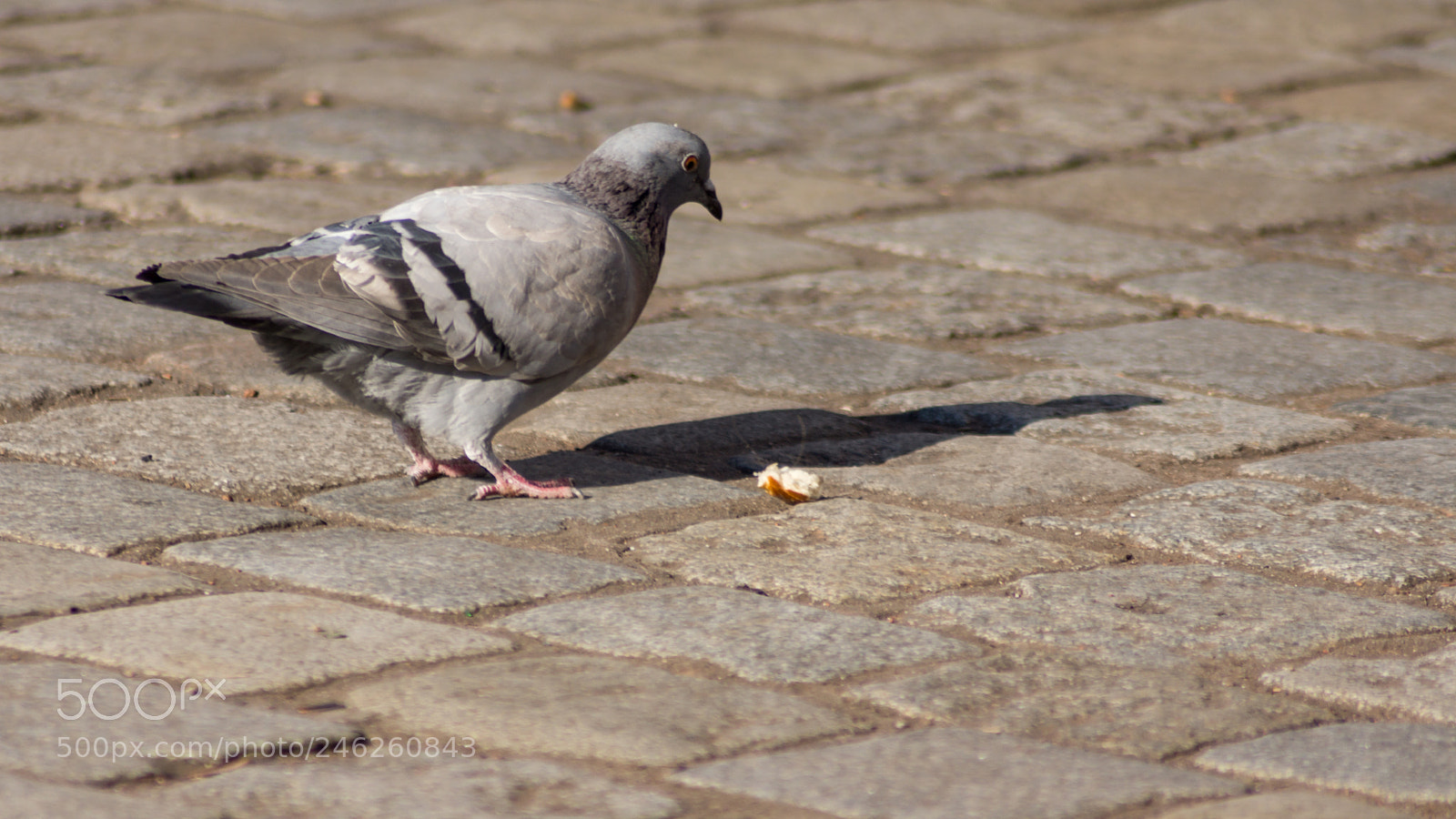 Sony SLT-A65 (SLT-A65V) sample photo. Pigeon searching for food photography