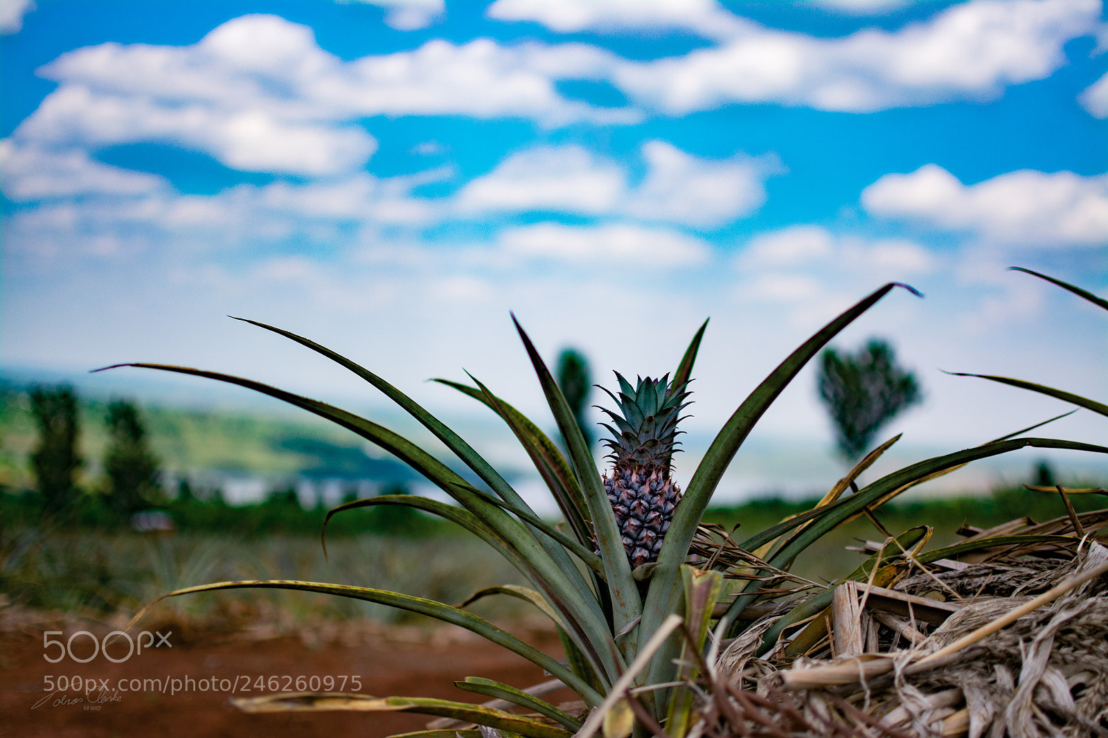 Nikon D7100 sample photo. Pineapple photography