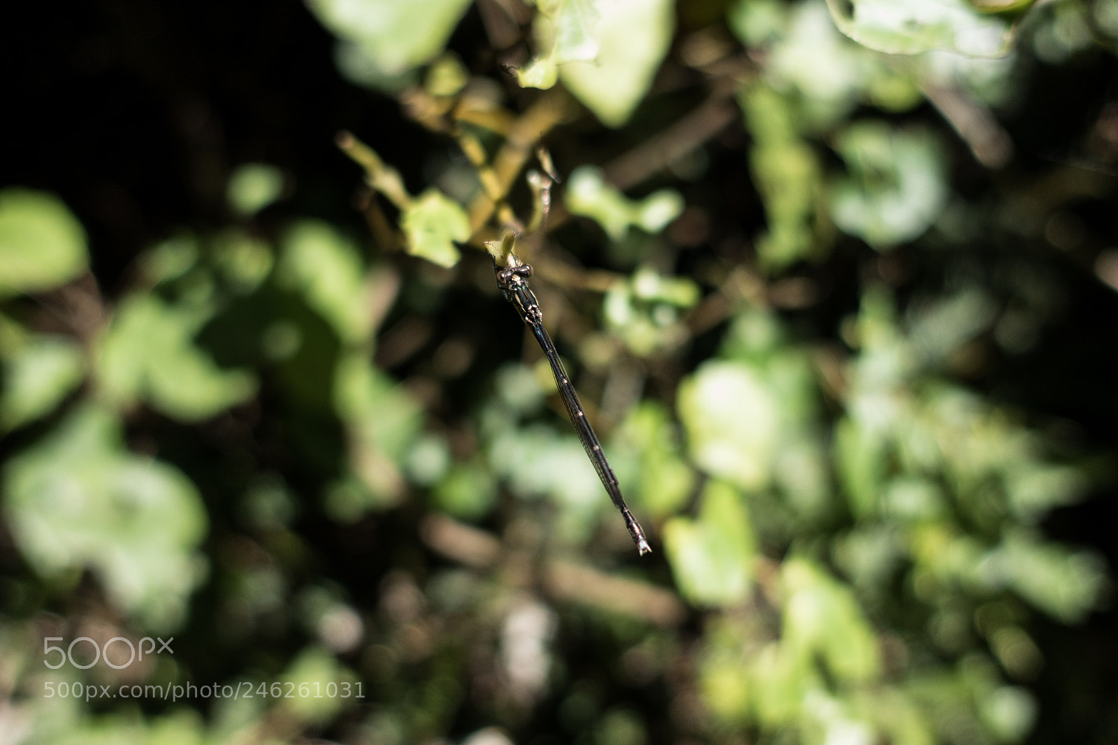 Sony Cyber-shot DSC-RX100 IV sample photo. Dragonfly photography