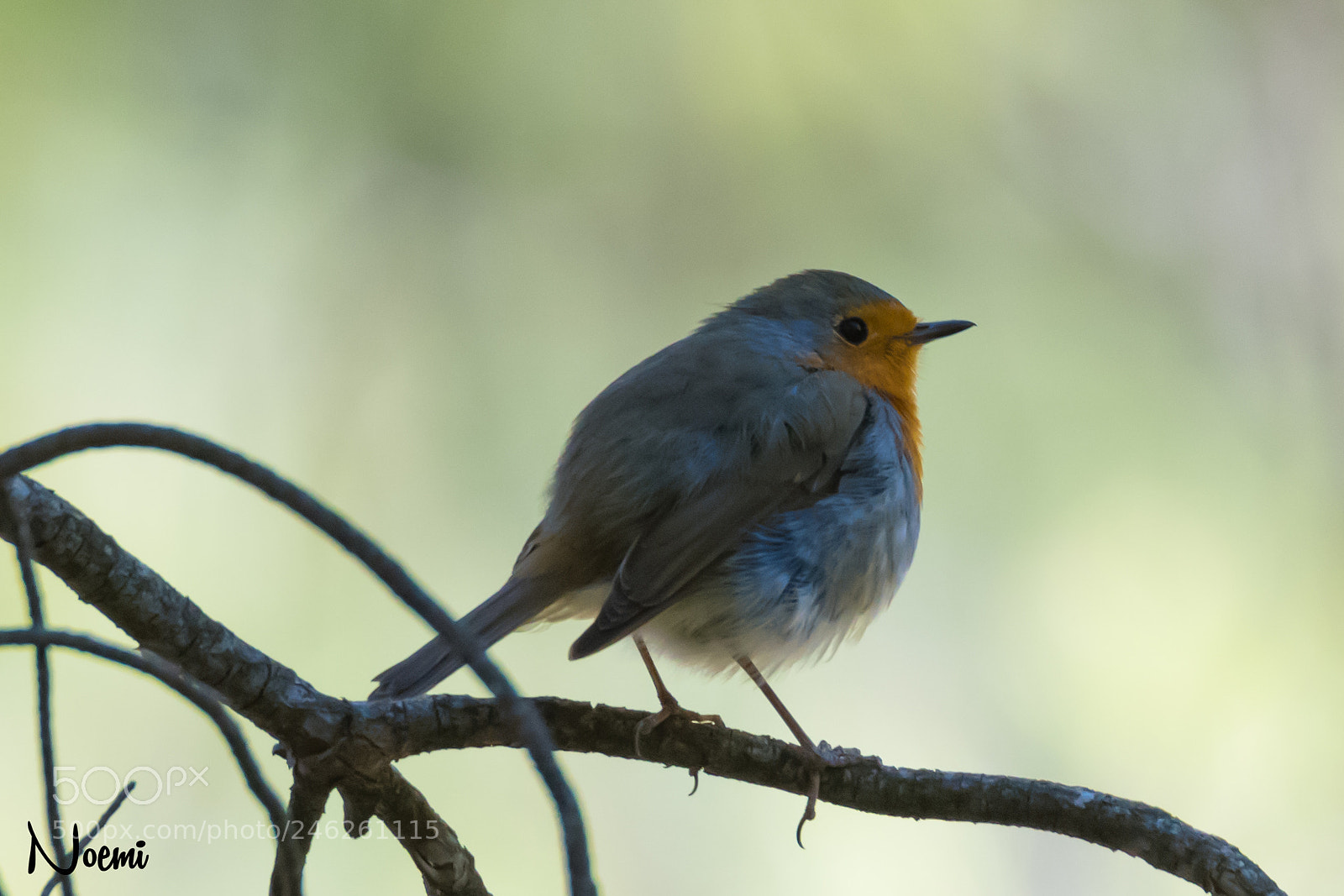 Nikon D500 sample photo. Robin photography