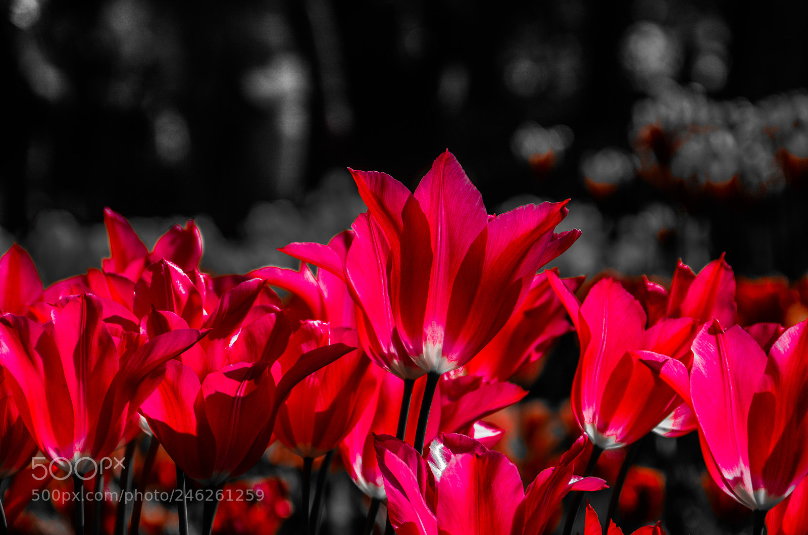 Nikon D5100 sample photo. Tulips photography