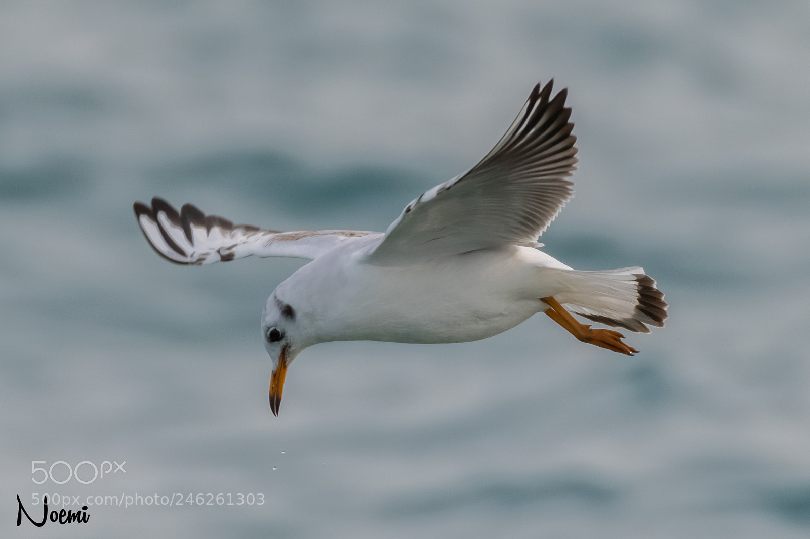Nikon D500 sample photo. Seagull flying photography