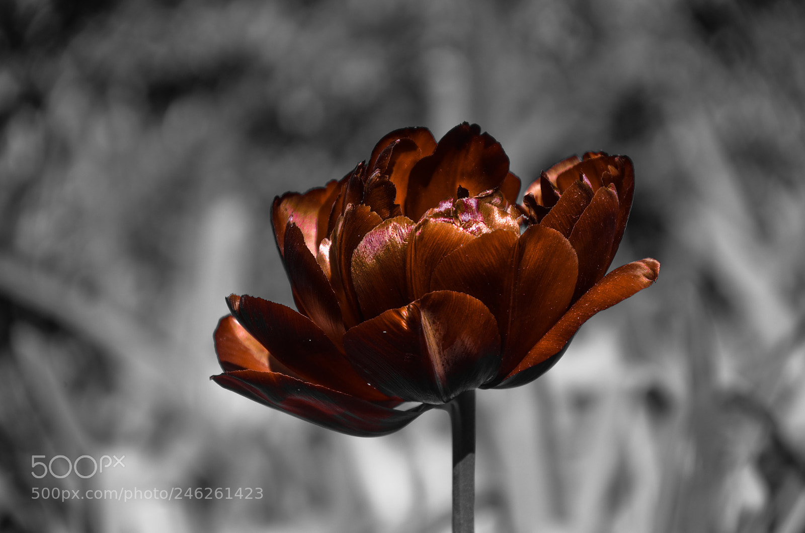 Nikon D5100 sample photo. Tulip photography