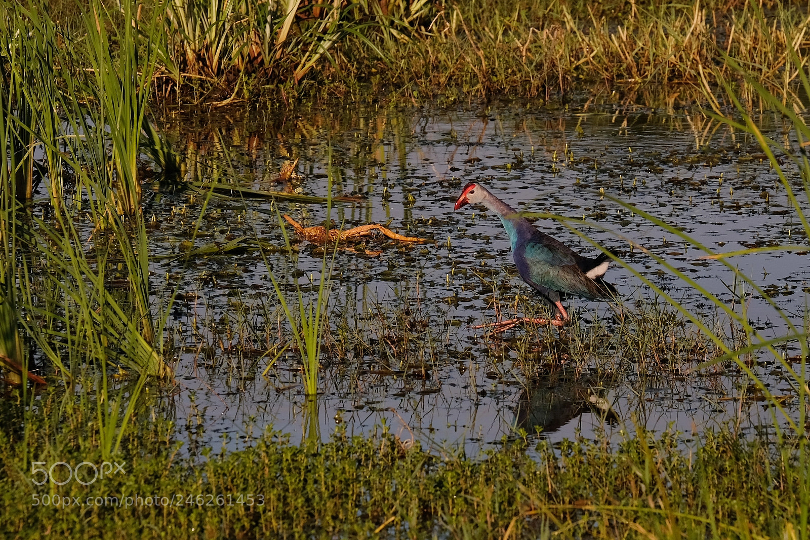 Fujifilm X-Pro2 sample photo. Purple swamphen photography