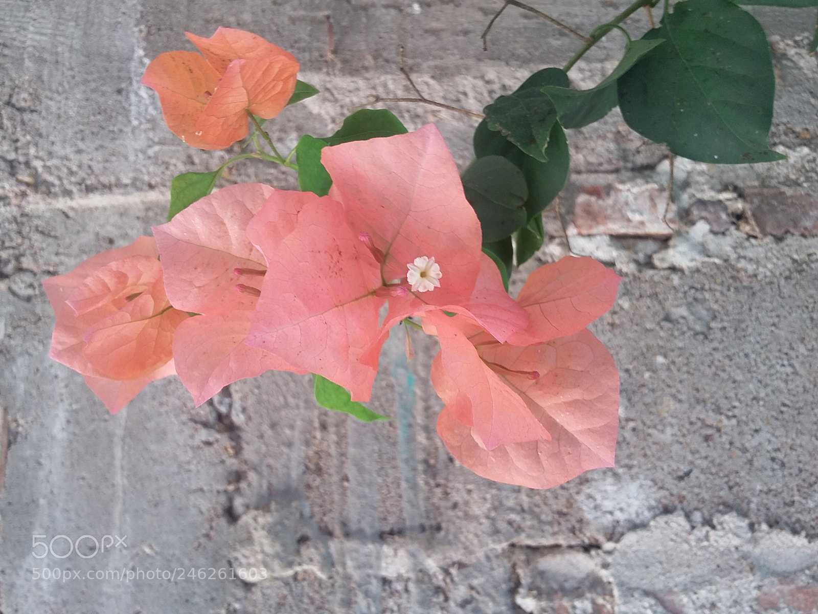 Samsung Galaxy Grand Prime sample photo. Bougainvillea spectabilis photography