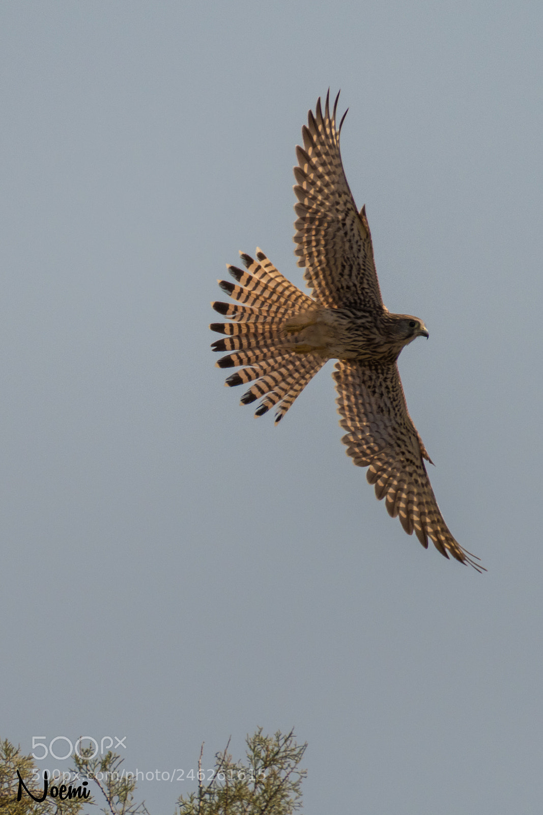 Nikon D500 sample photo. Common kestrel photography