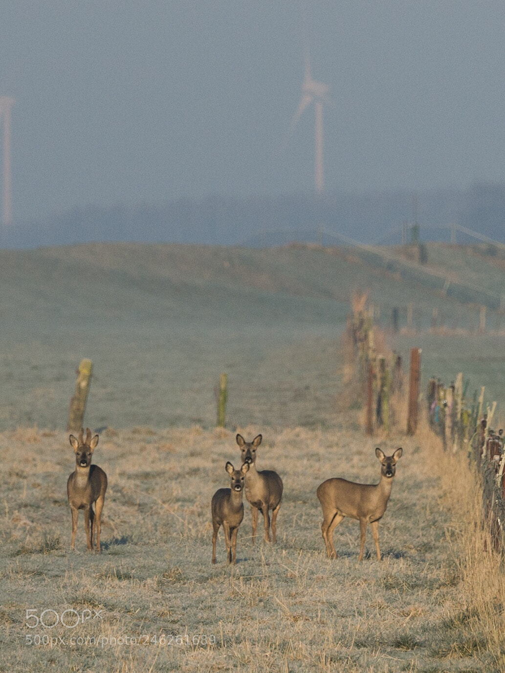 Sony SLT-A99V sample photo. Early morning encounters photography