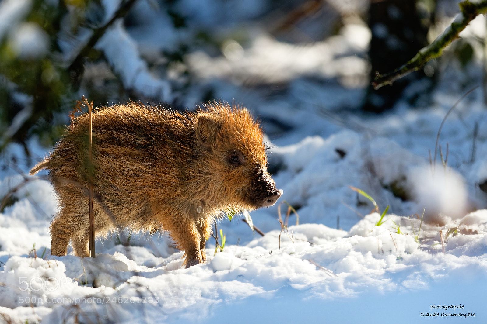 Canon EOS 7D Mark II sample photo. Marcassin dans la neige photography