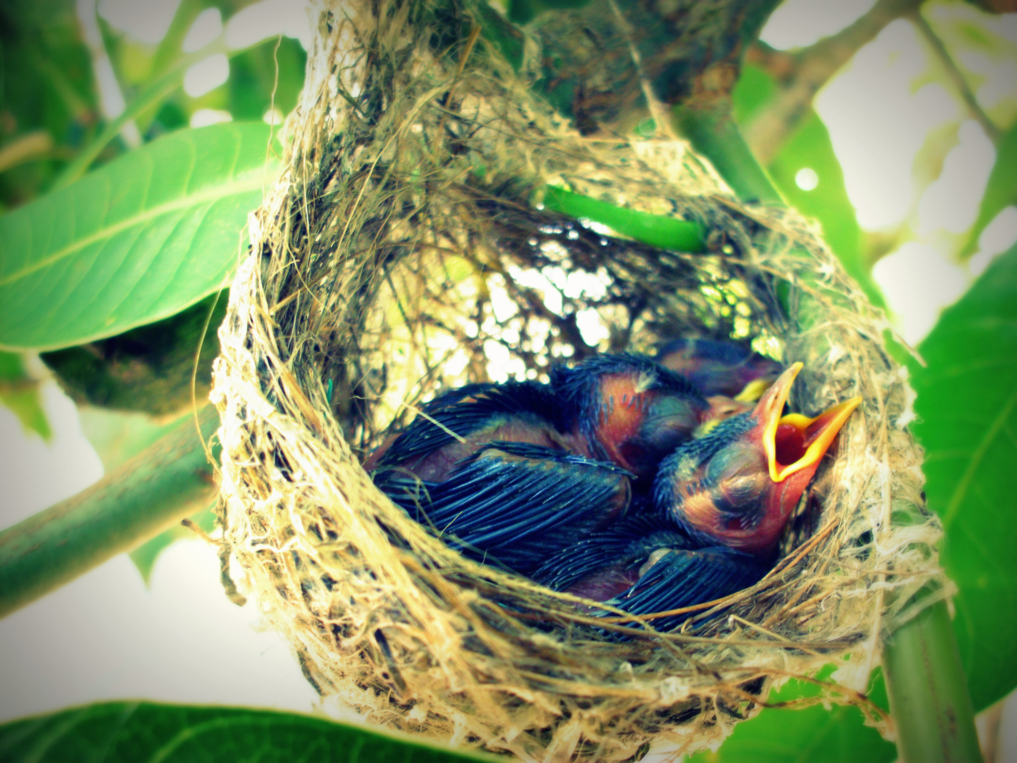 Benq DC E1250/E1280 sample photo. Baby bird photography