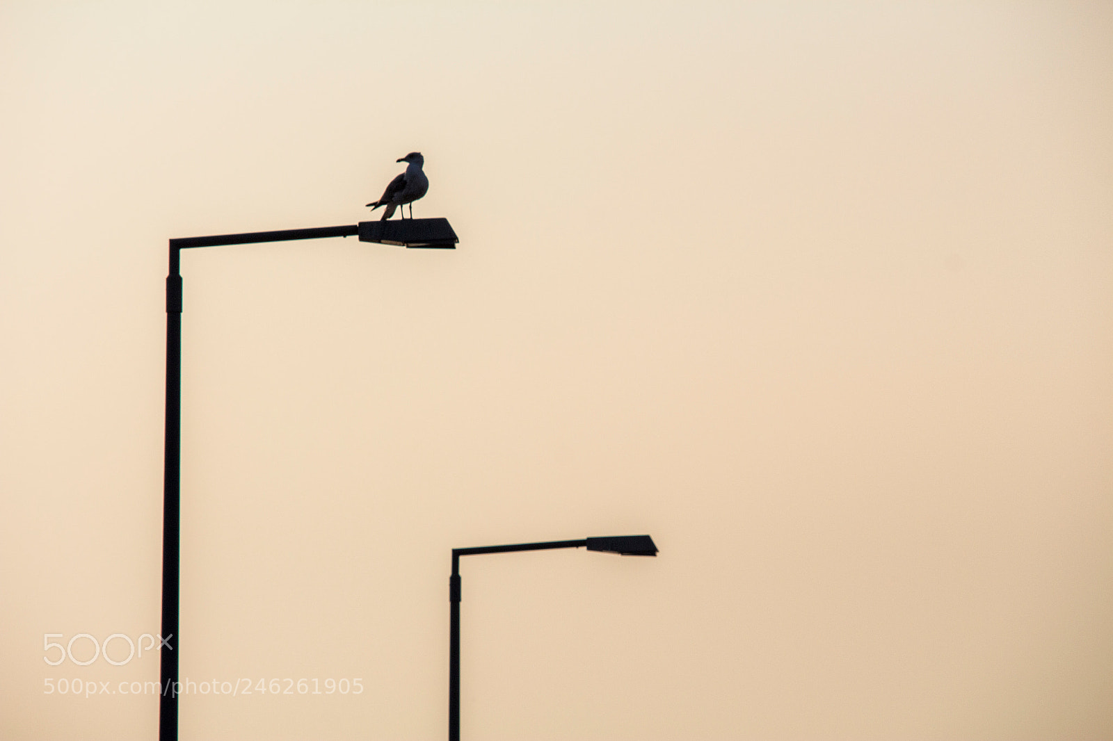 Canon EOS 700D (EOS Rebel T5i / EOS Kiss X7i) sample photo. Silhouette of a seagull photography