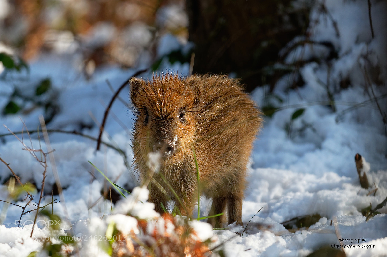 Canon EOS 7D Mark II sample photo. Marcassin dans la neige . photography