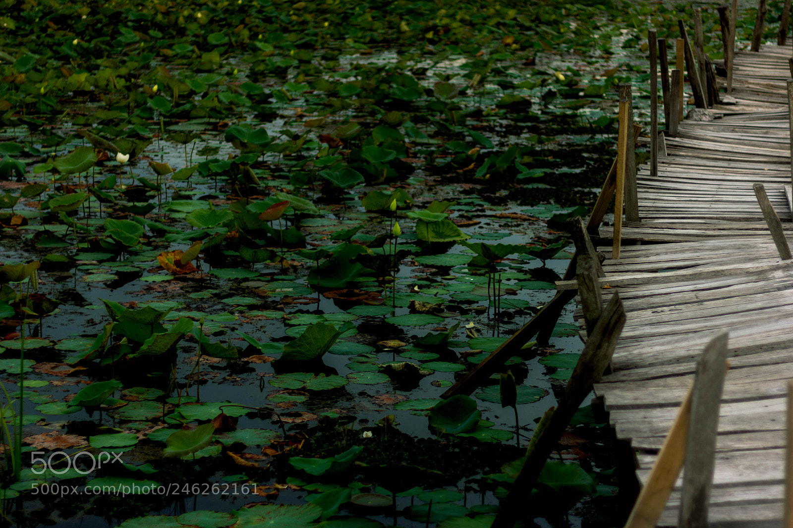Canon EOS 60D sample photo. Wood bridge cross the photography