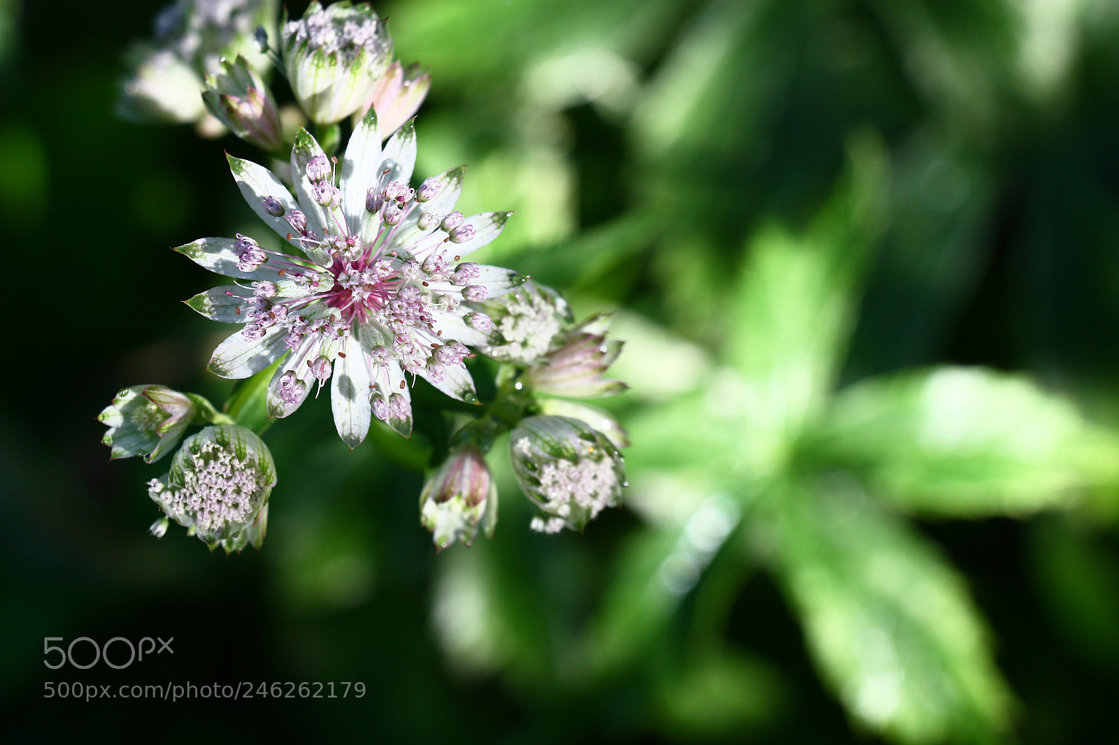 Canon EOS 450D (EOS Rebel XSi / EOS Kiss X2) sample photo. Astrantia flowers.the top view photography