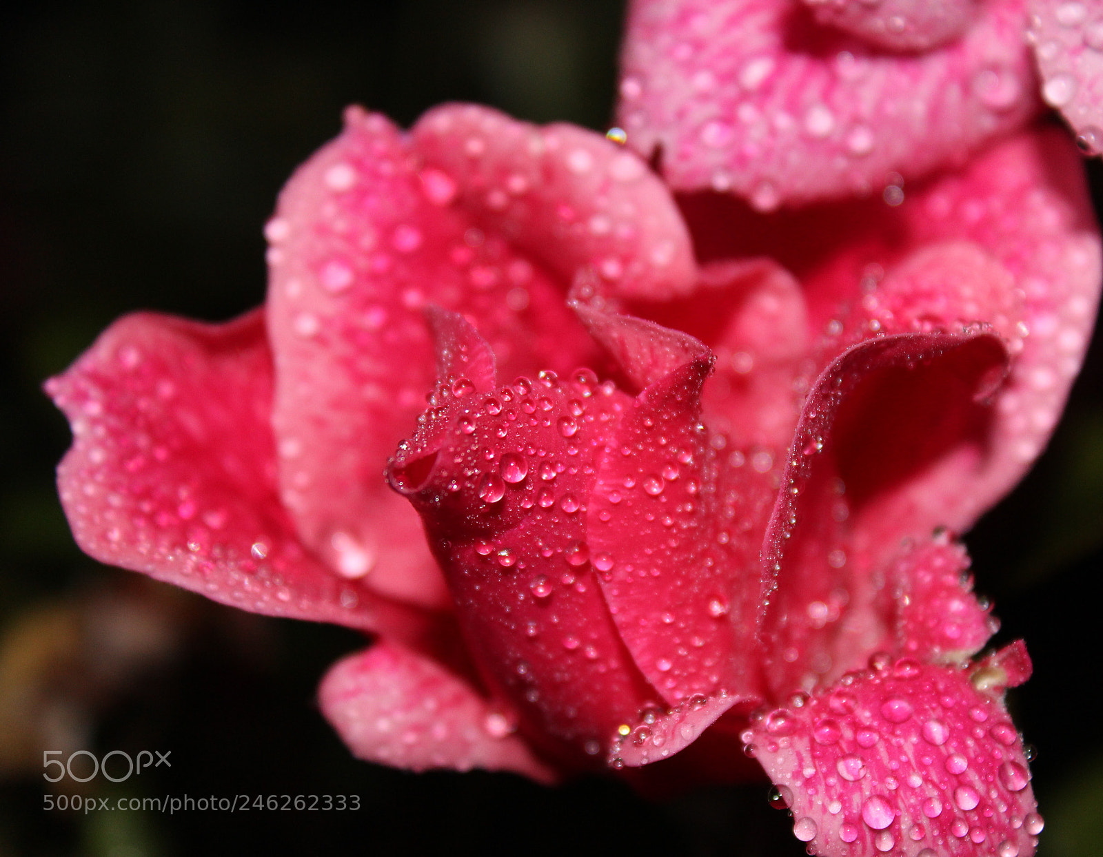 Canon EOS 1200D (EOS Rebel T5 / EOS Kiss X70 / EOS Hi) sample photo. Toure photography