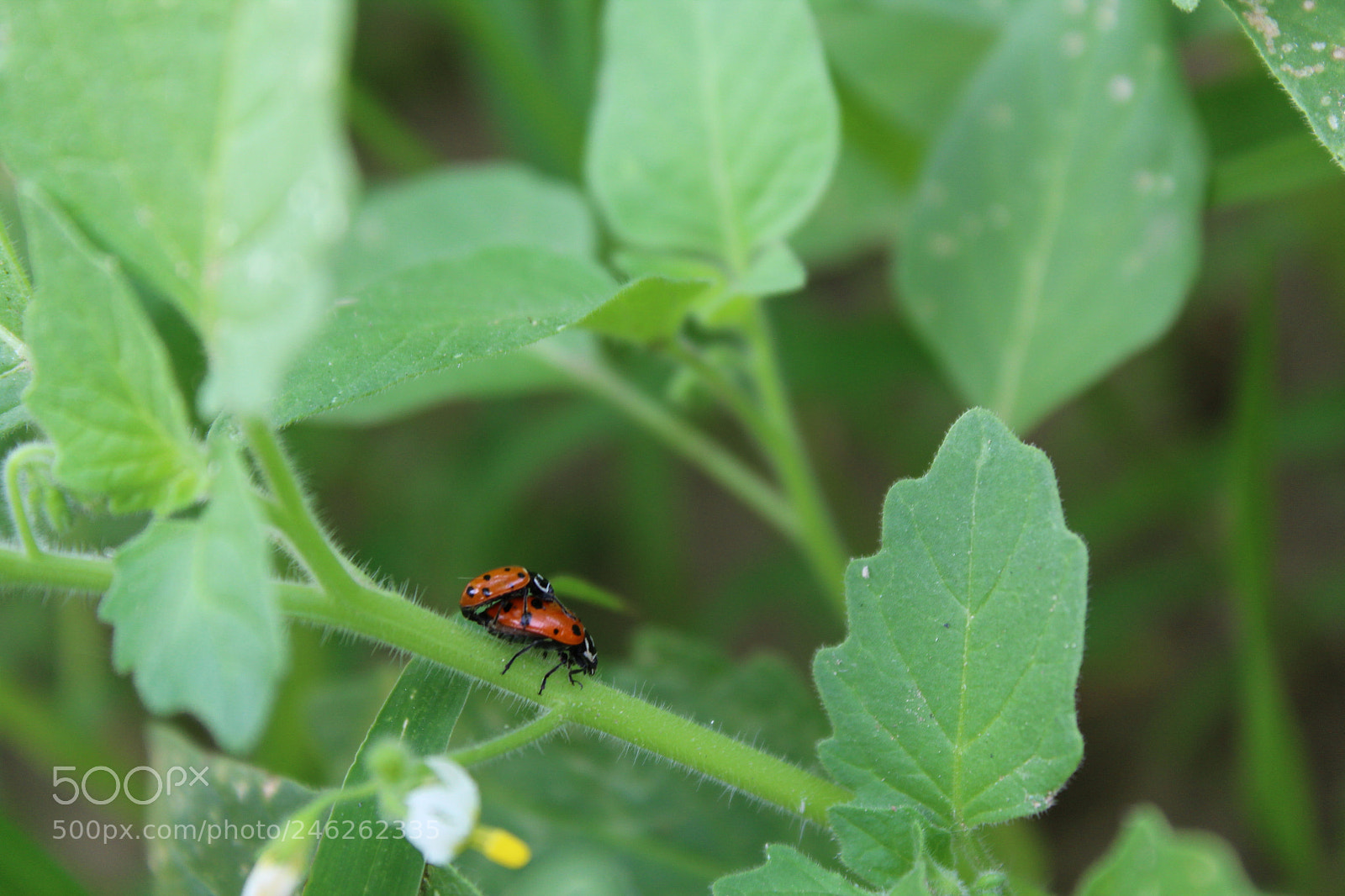 Canon EOS 1200D (EOS Rebel T5 / EOS Kiss X70 / EOS Hi) sample photo. Little red ladybug photography