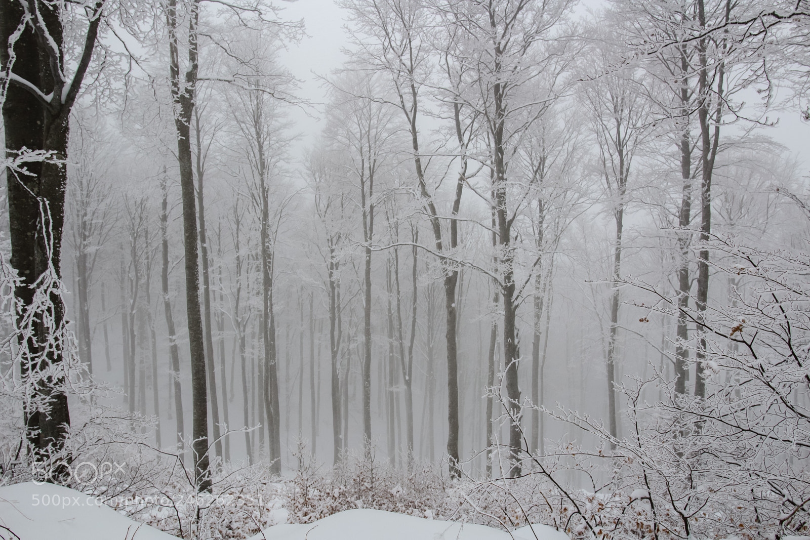 Canon EOS 100D (EOS Rebel SL1 / EOS Kiss X7) sample photo. Foggy forest.jpg photography