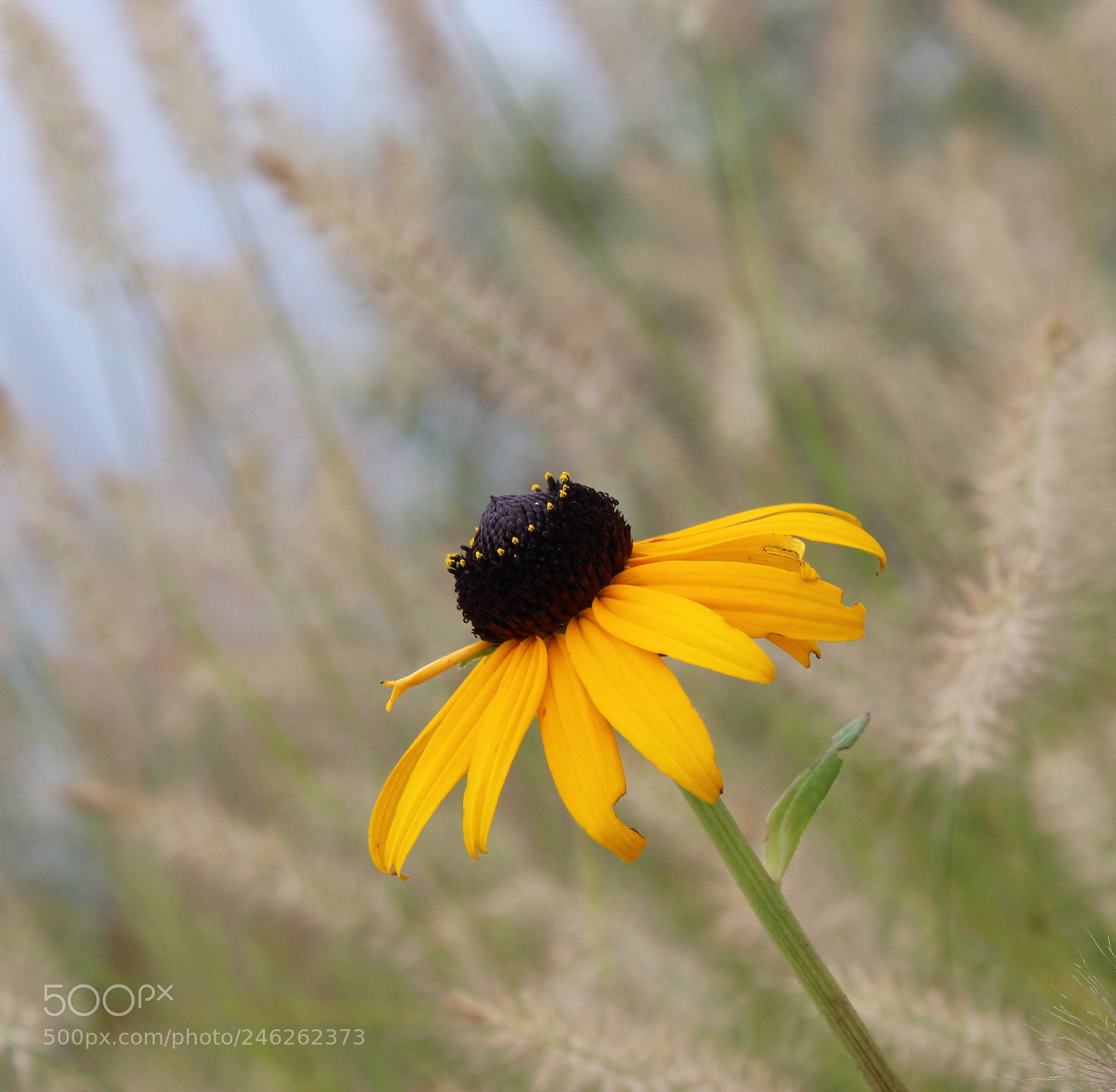 Canon EOS 1200D (EOS Rebel T5 / EOS Kiss X70 / EOS Hi) sample photo. Sunny petals photography
