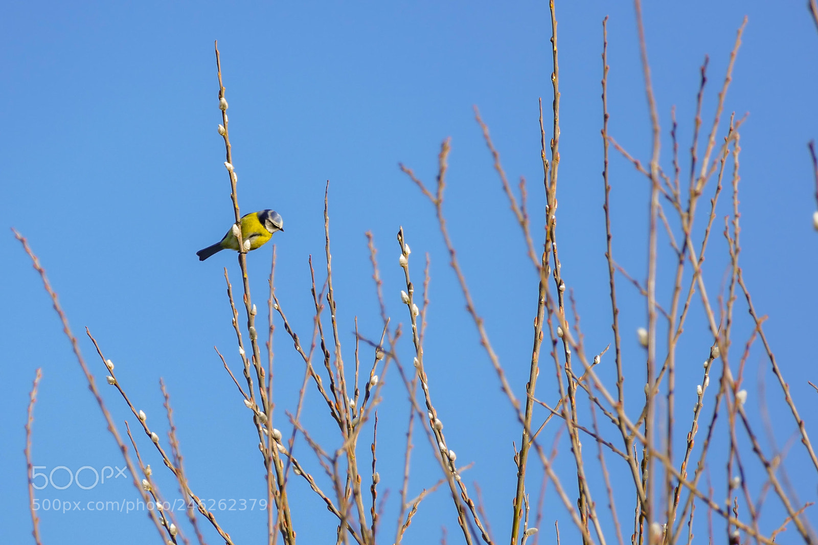 Panasonic Lumix DMC-FZ1000 sample photo. Early spring. vroege lente photography