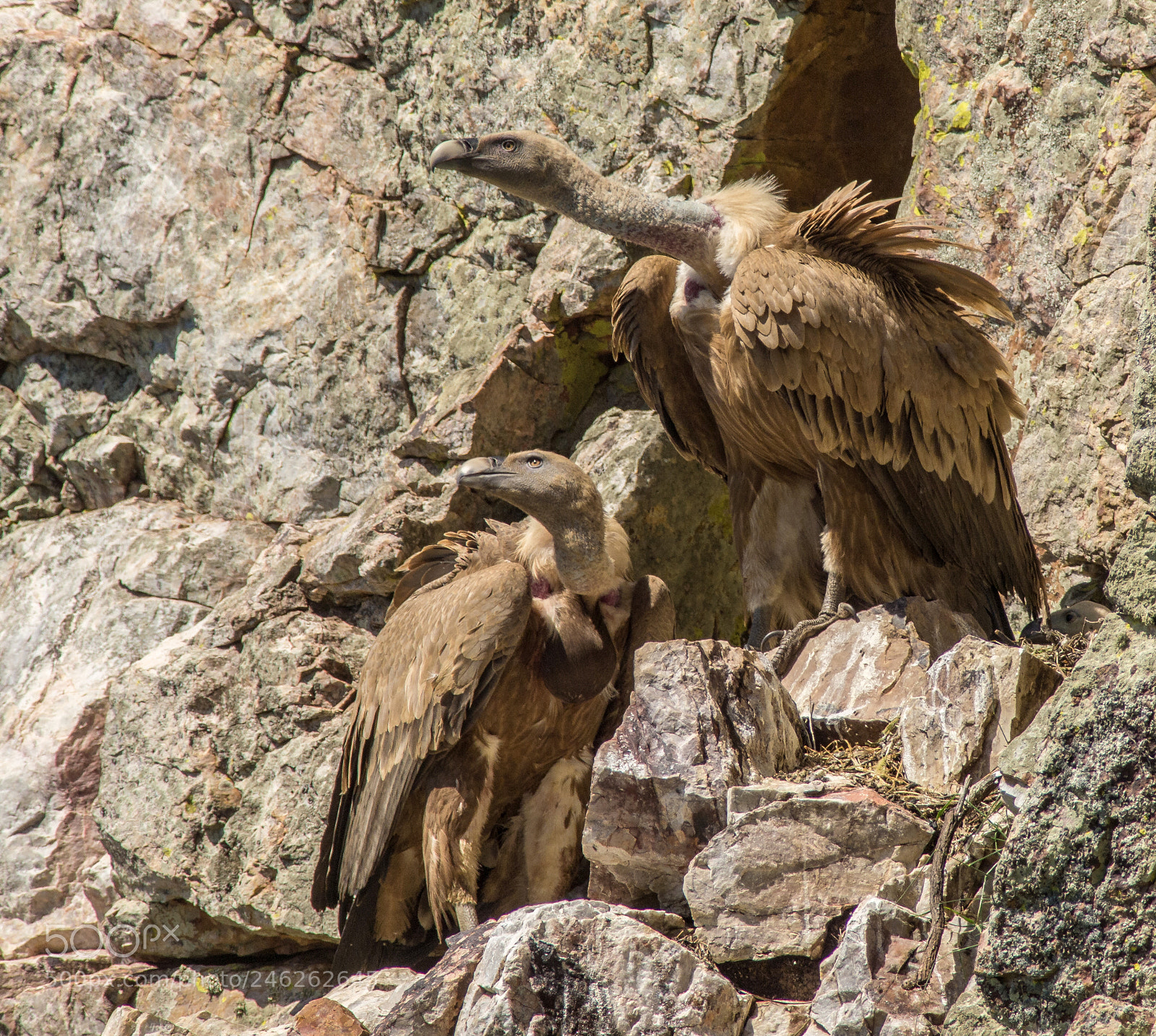 Olympus E-5 sample photo. Griffon vulture photography
