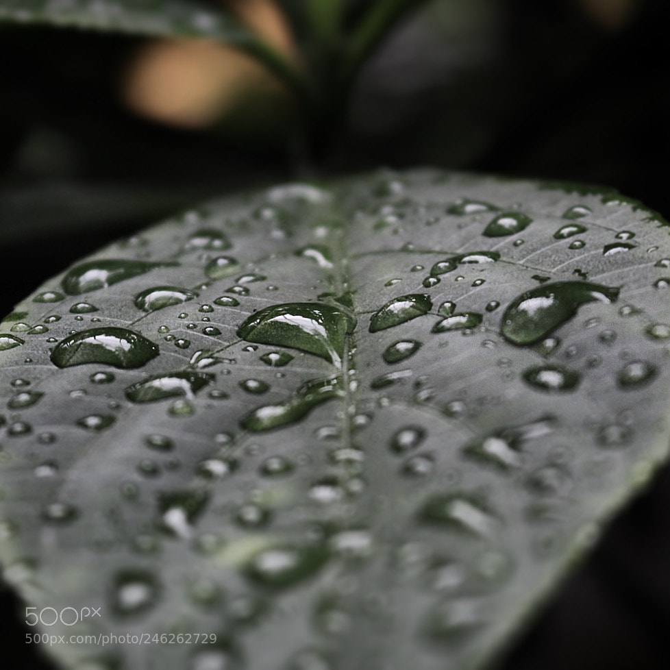 Canon EOS 700D (EOS Rebel T5i / EOS Kiss X7i) sample photo. Ein tropfen liebe ist photography