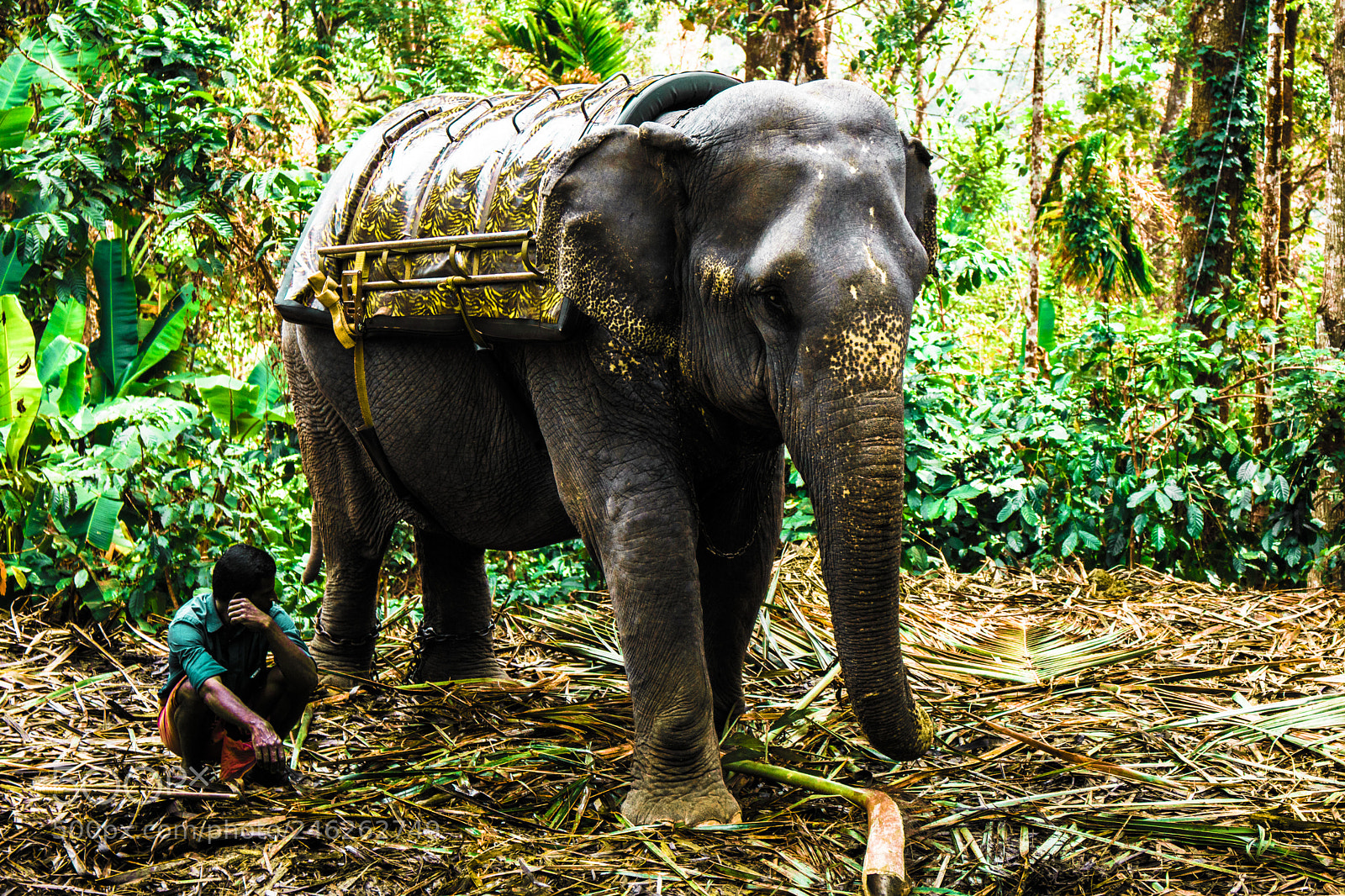 Canon EOS 750D (EOS Rebel T6i / EOS Kiss X8i) sample photo. Taming the elephant photography