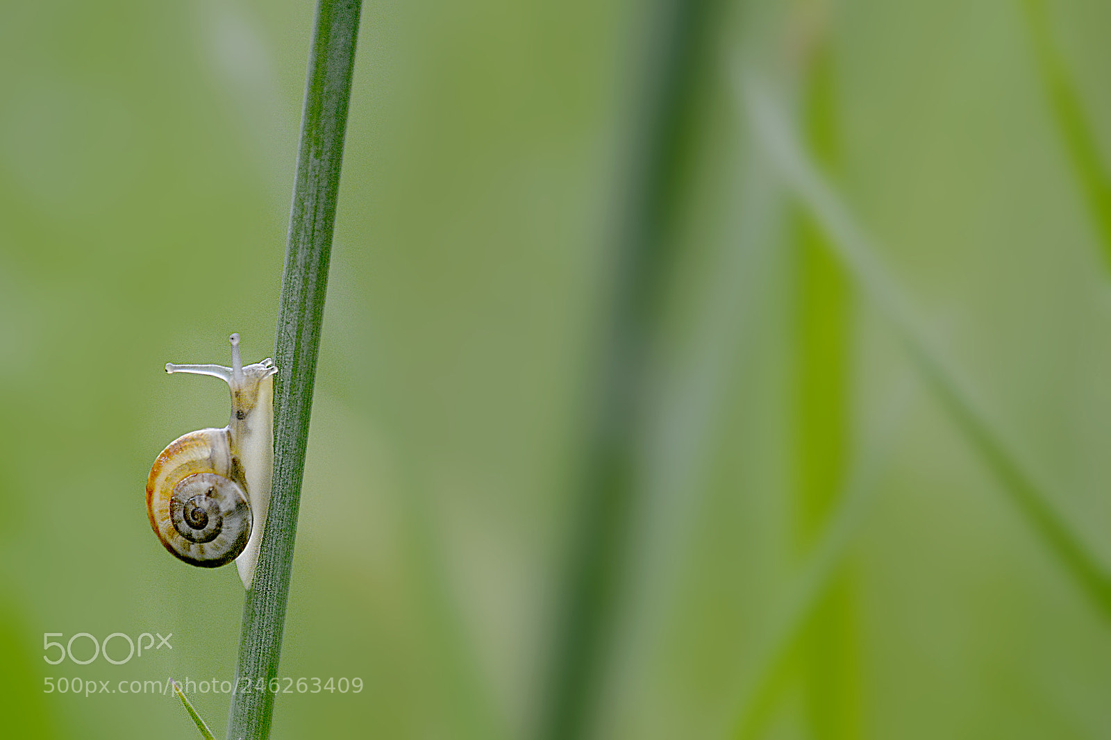 Nikon D5200 sample photo. En verde photography