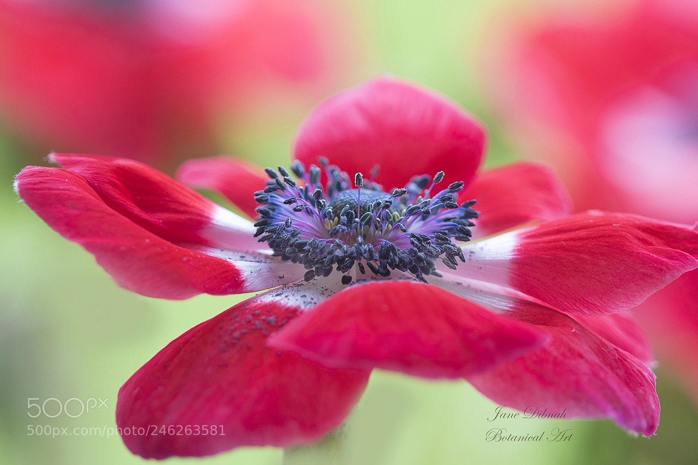 Canon EOS 7D Mark II sample photo. Anemone de caen photography