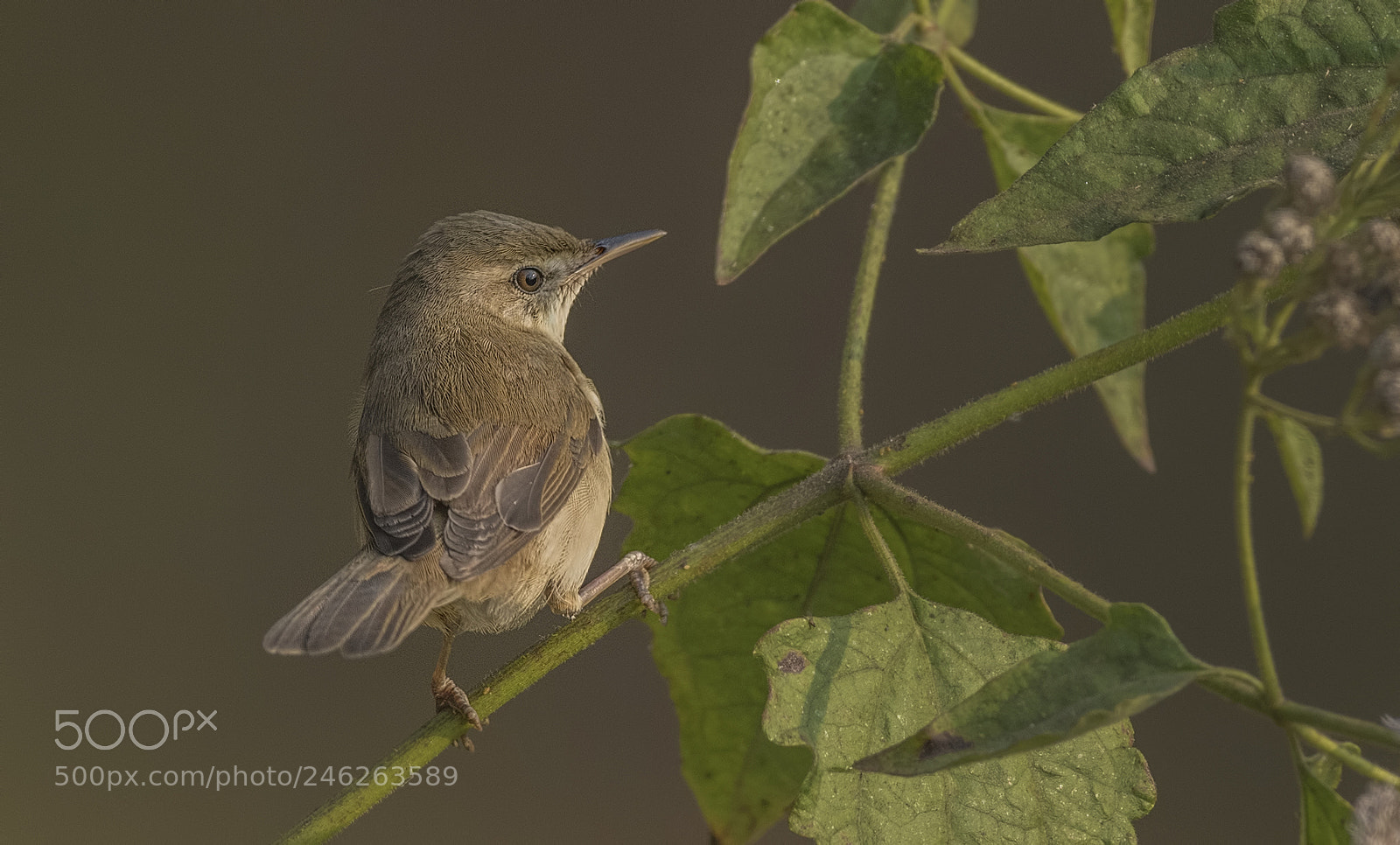 Nikon D500 sample photo. Blyth's reed warbler photography