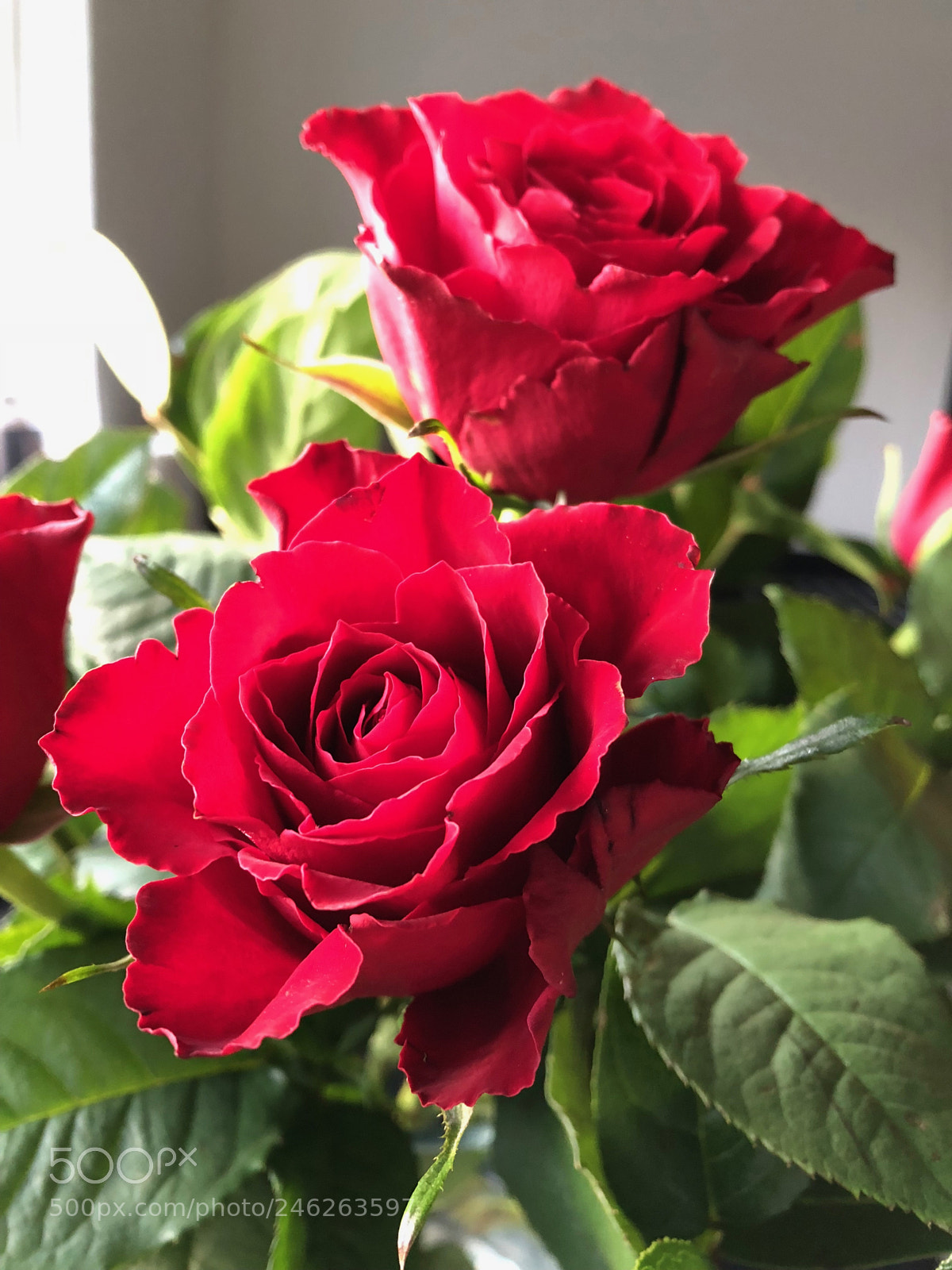 Apple iPhone 8 sample photo. Untitled photography