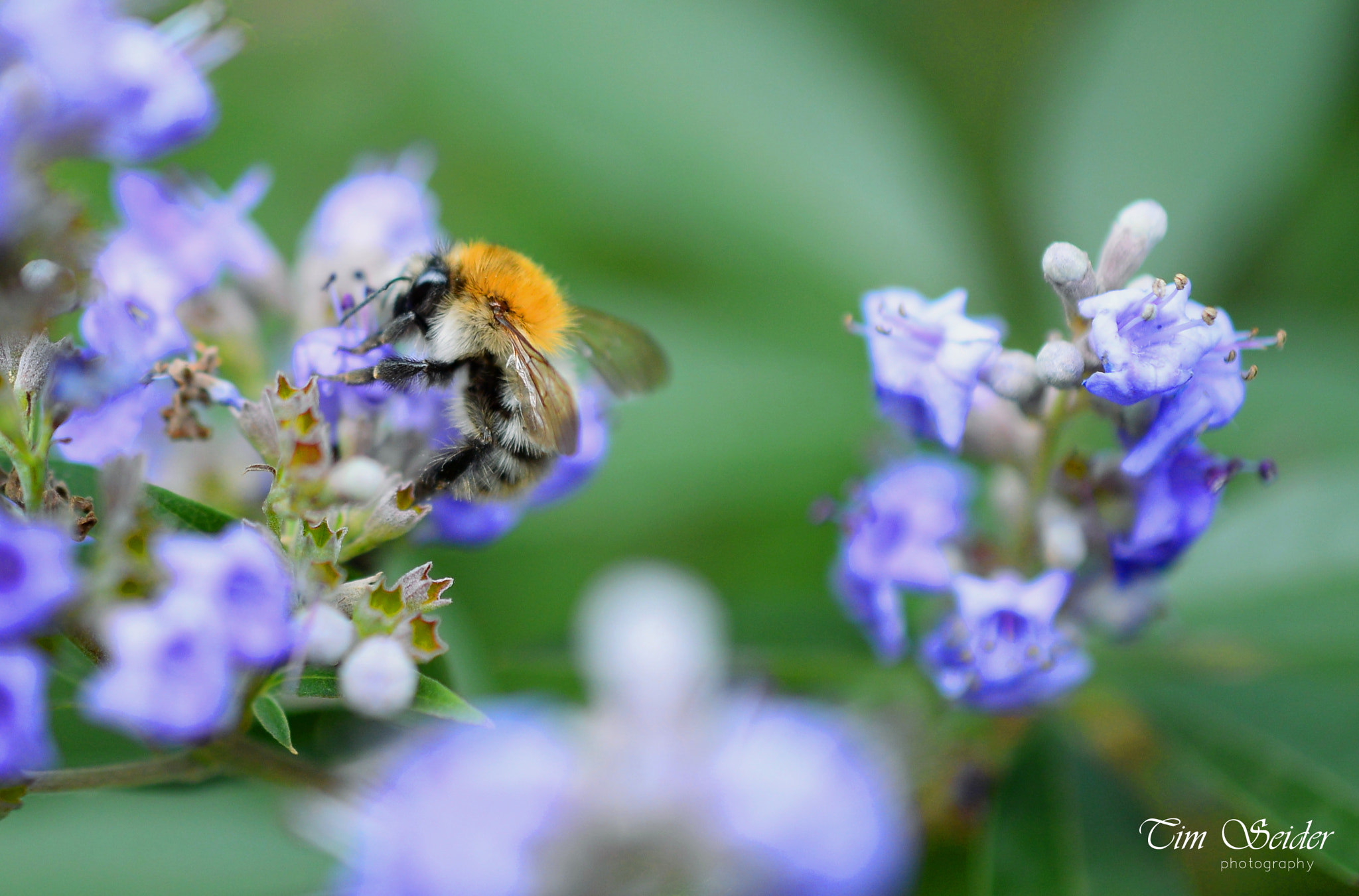 Nikon AF-S DX Micro Nikkor 40mm F2.8 sample photo. Bumblebee photography