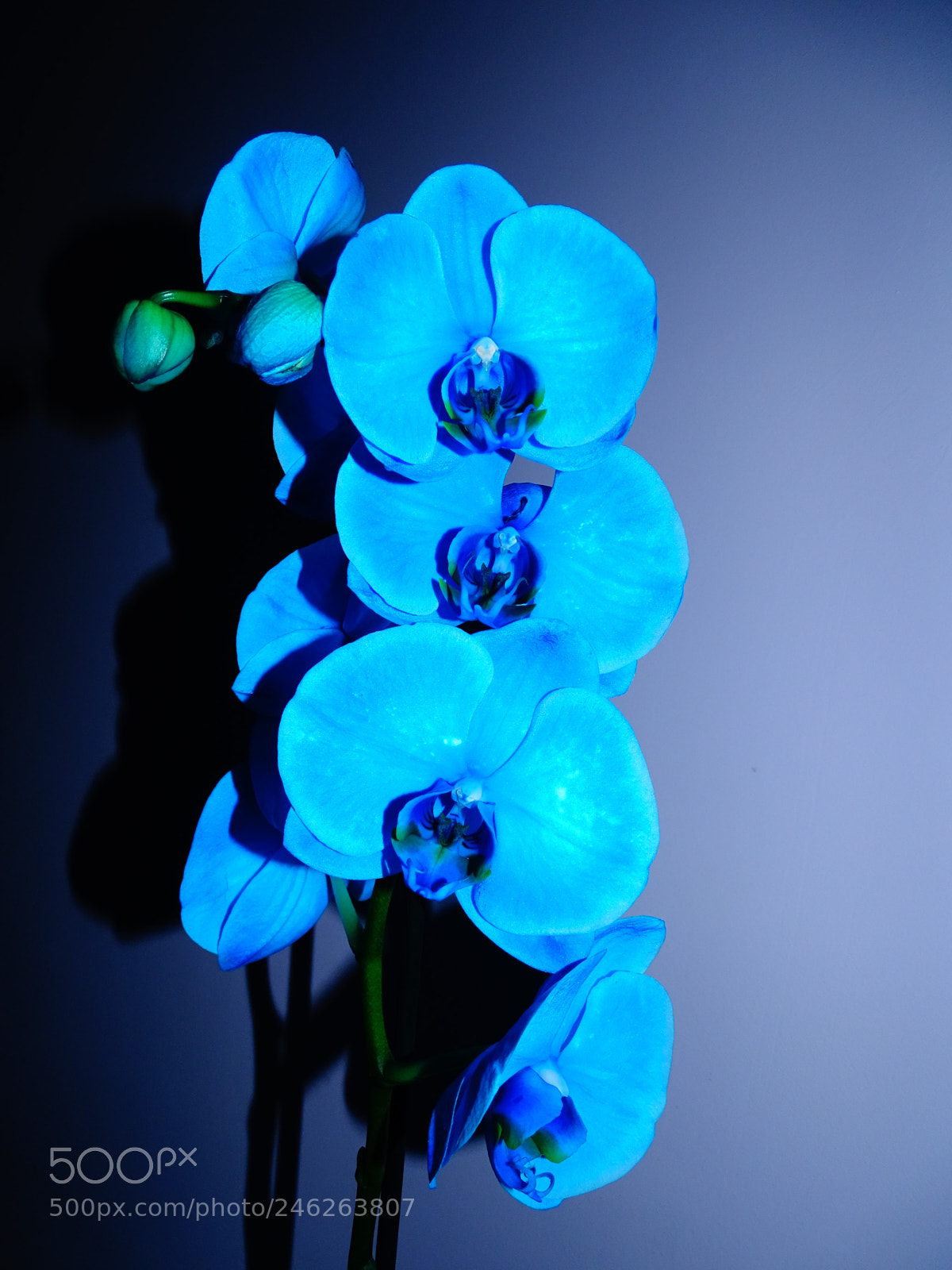 Sony Cyber-shot DSC-HX400V sample photo. Orchid photography