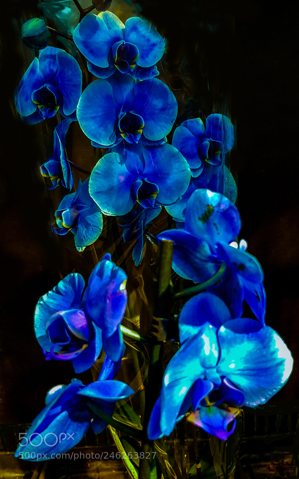 Samsung Galaxy S8 sample photo. A blue orchid. photography