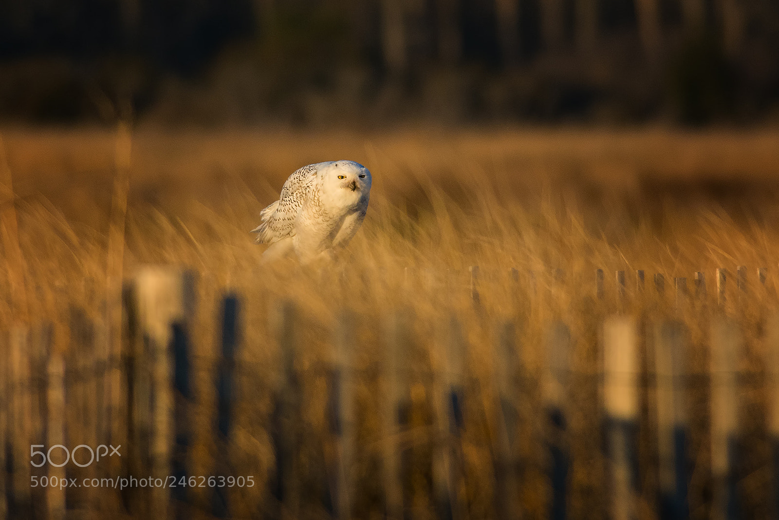 Nikon D7100 sample photo. Peering snowy owl photography