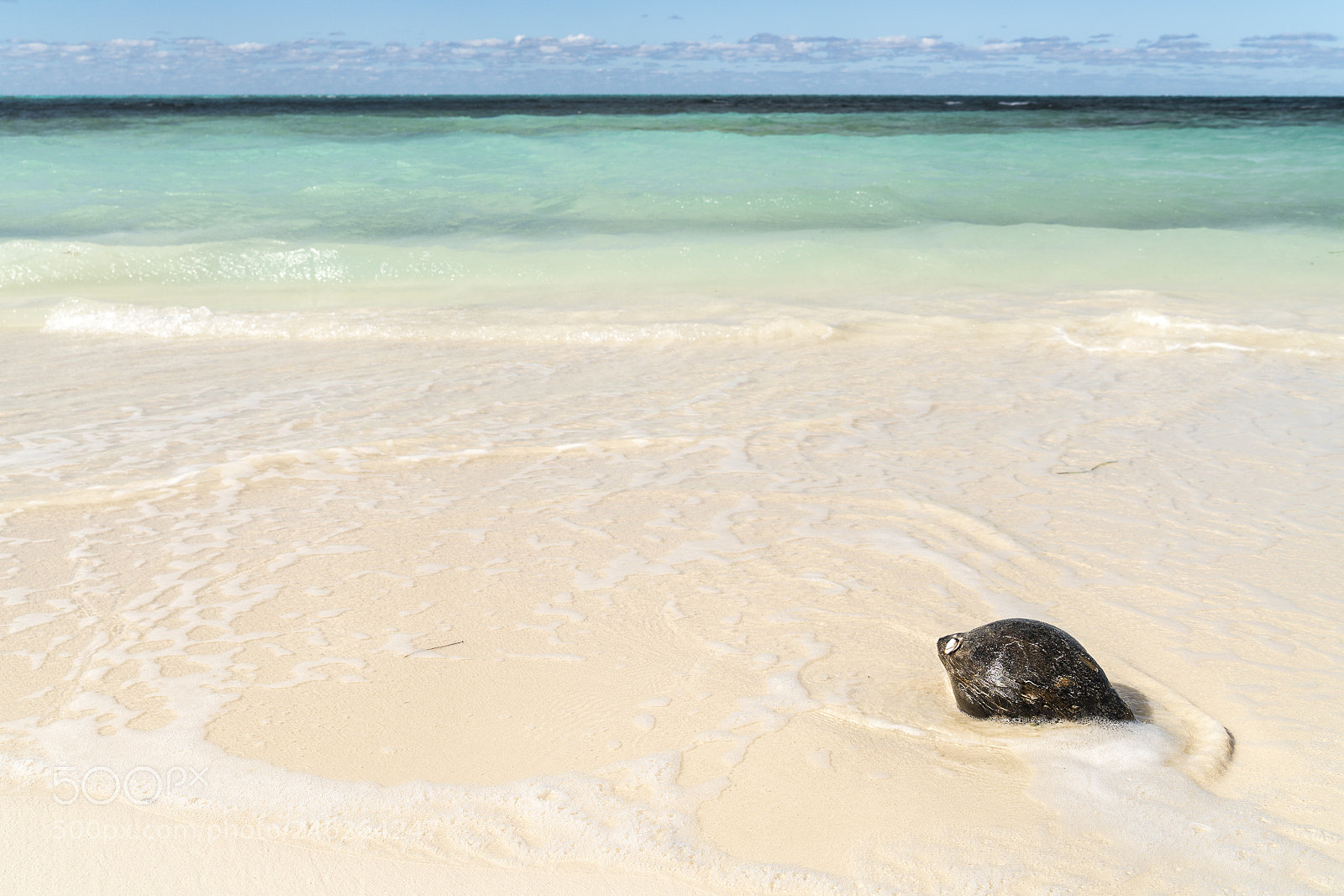 Sony a7R II sample photo. Shell on cayo levisa photography